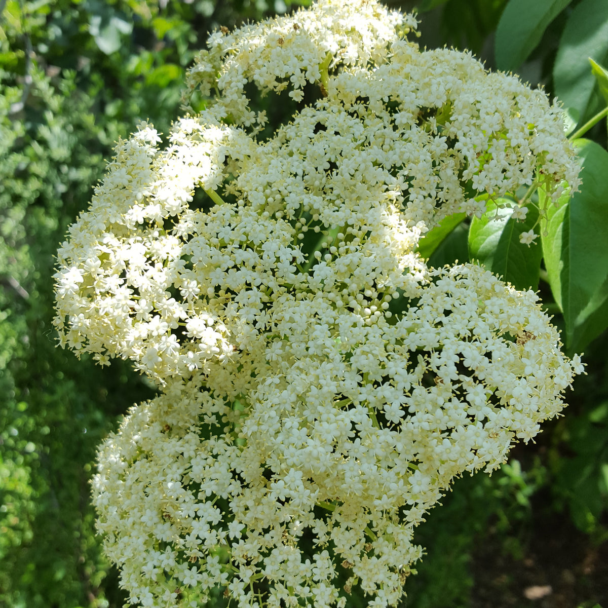 Elderberry (Sambucus canadensis)