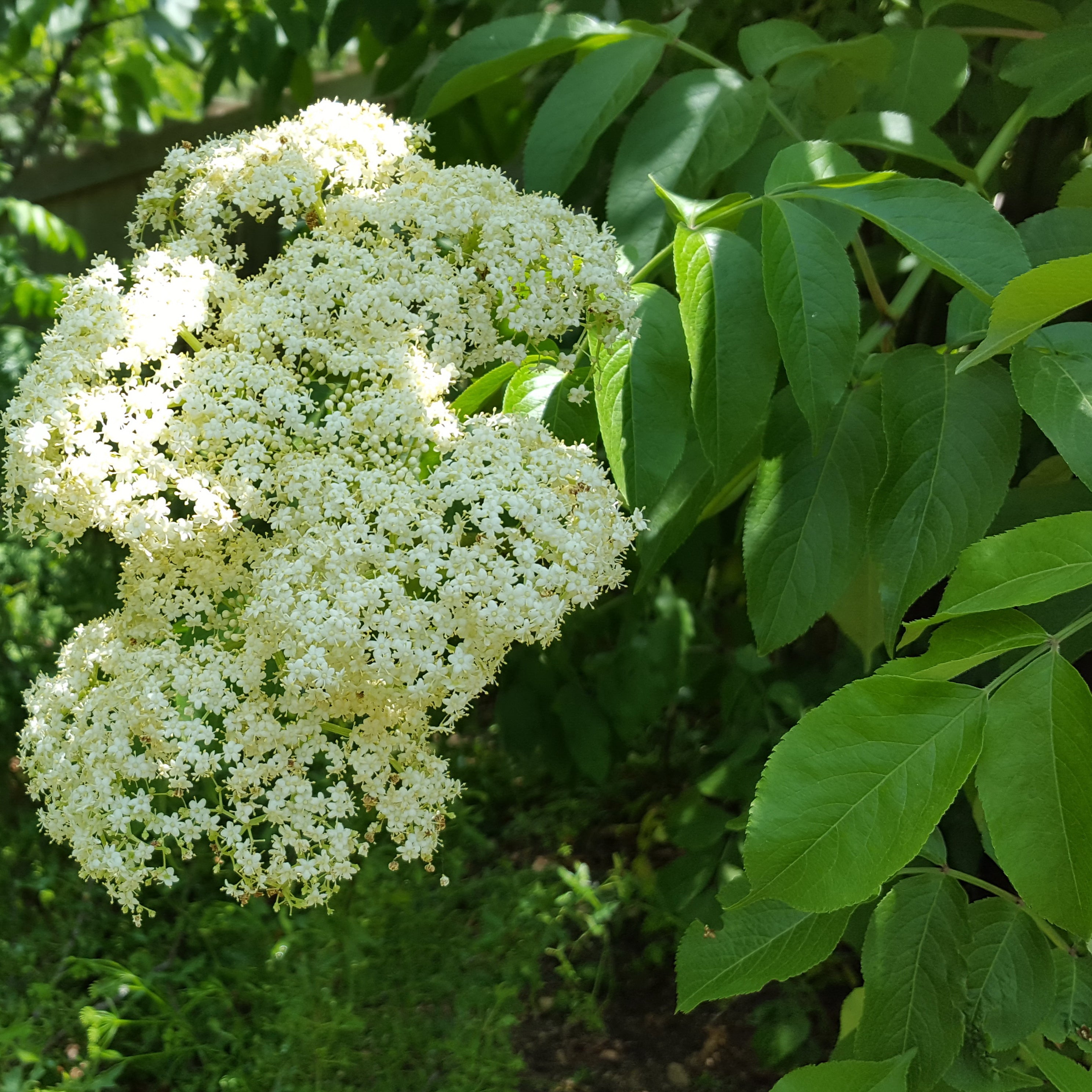 Elderberry (Sambucus canadensis)