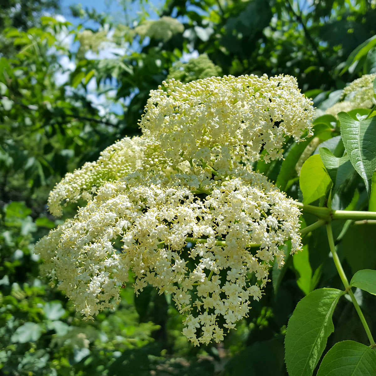 Elderberry (Sambucus canadensis)