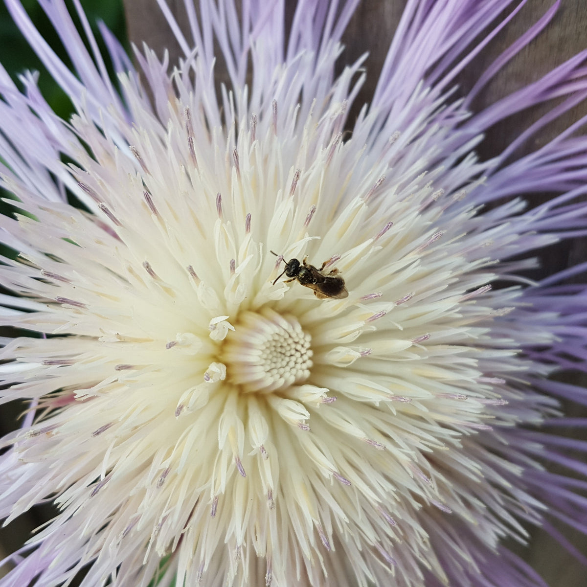 Centaurea americana (American Basketflower)