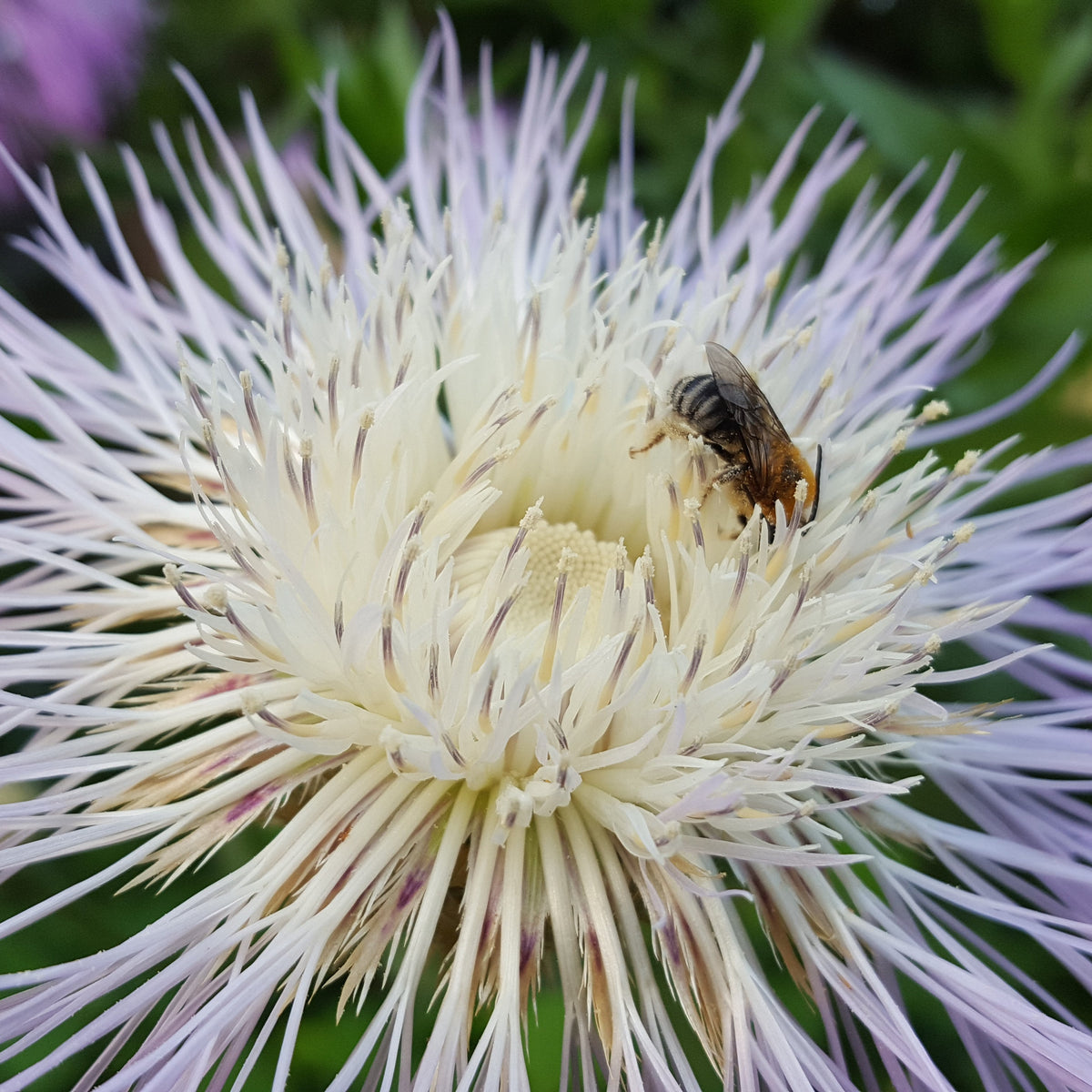 Centaurea americana (American Basketflower)