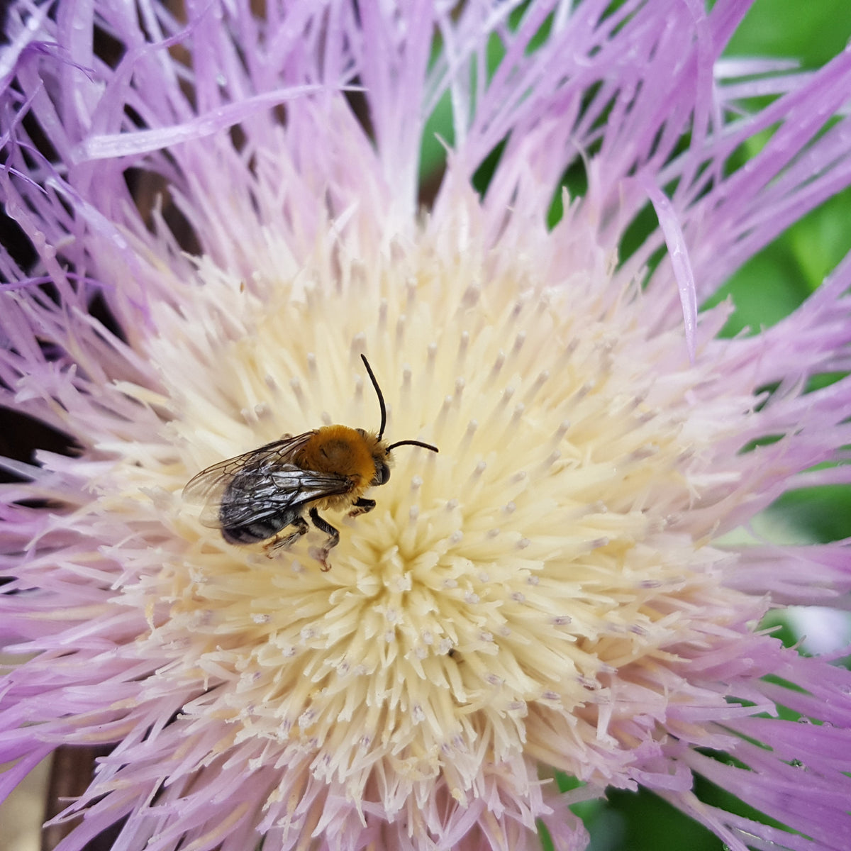 Centaurea americana (American Basketflower)