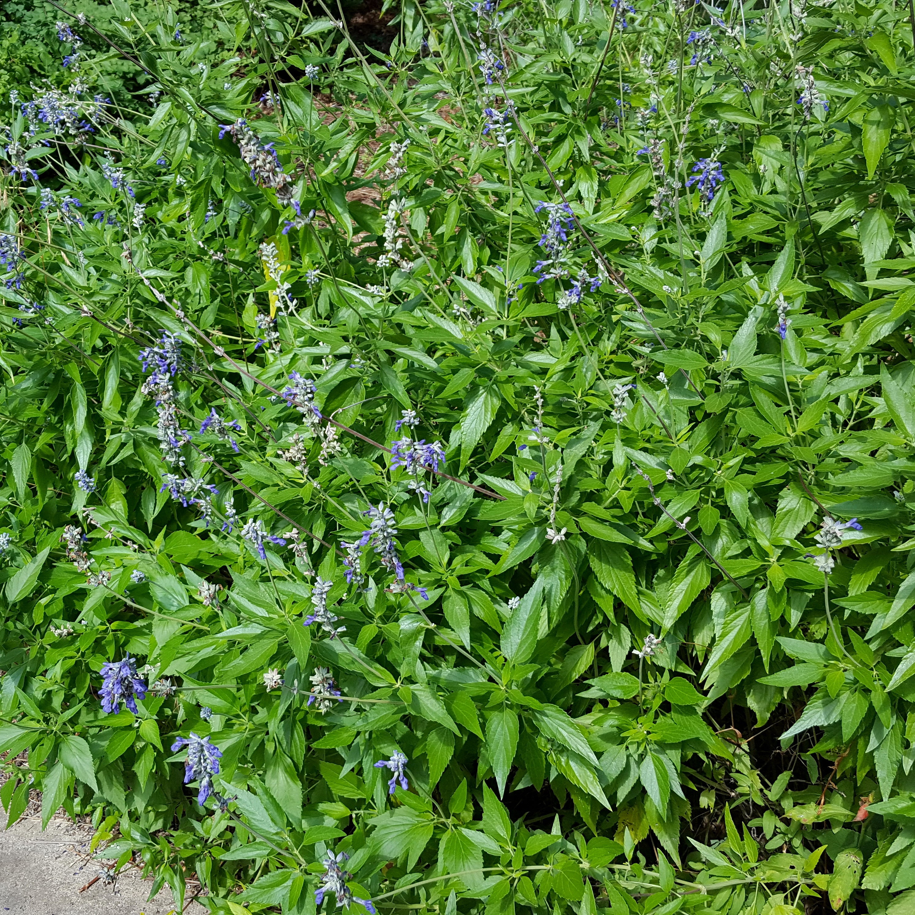 Salvia 'Henry Duelberg' (Salvia farinacea 'Henry Duelberg')
