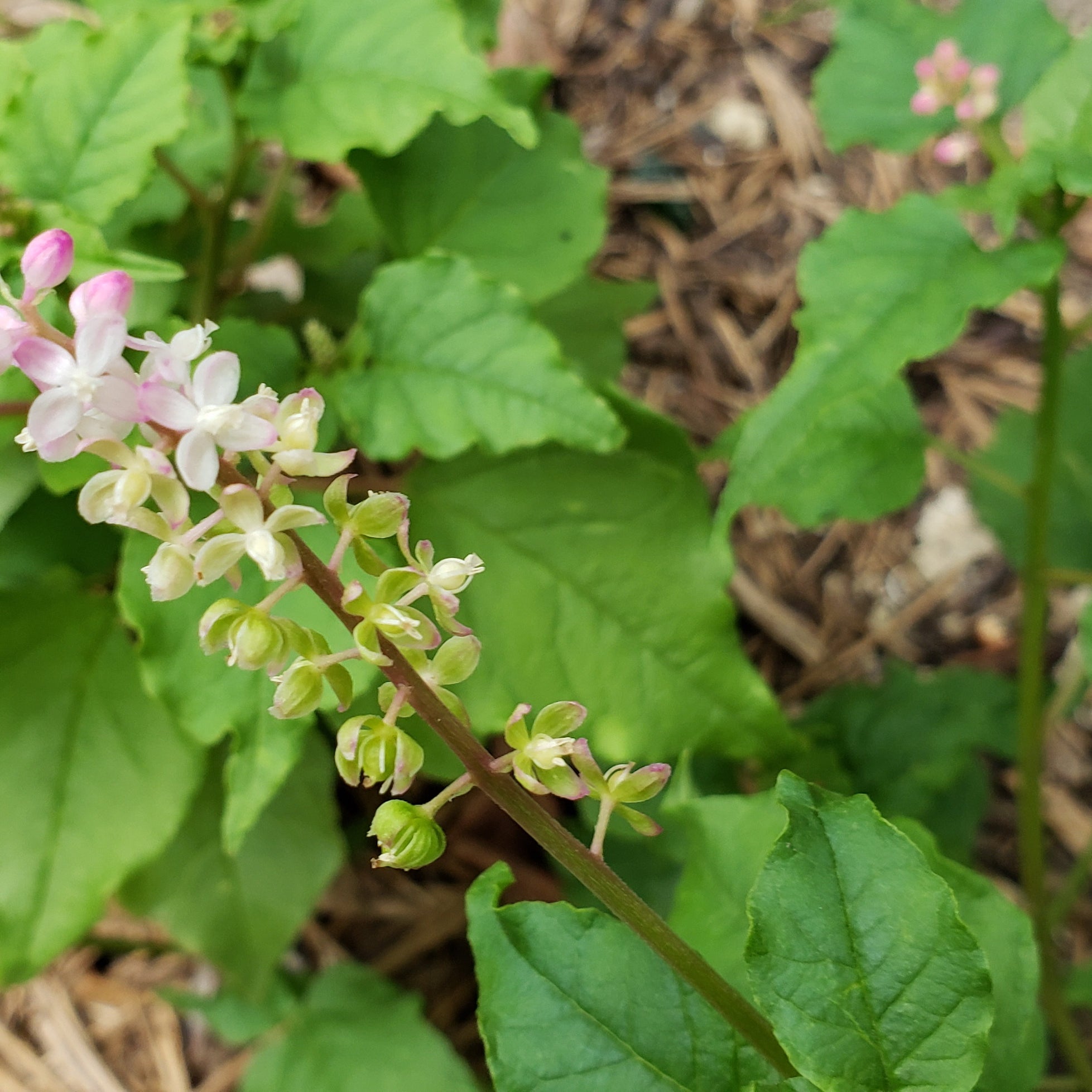 Pigeonberry (Rivina humilis)
