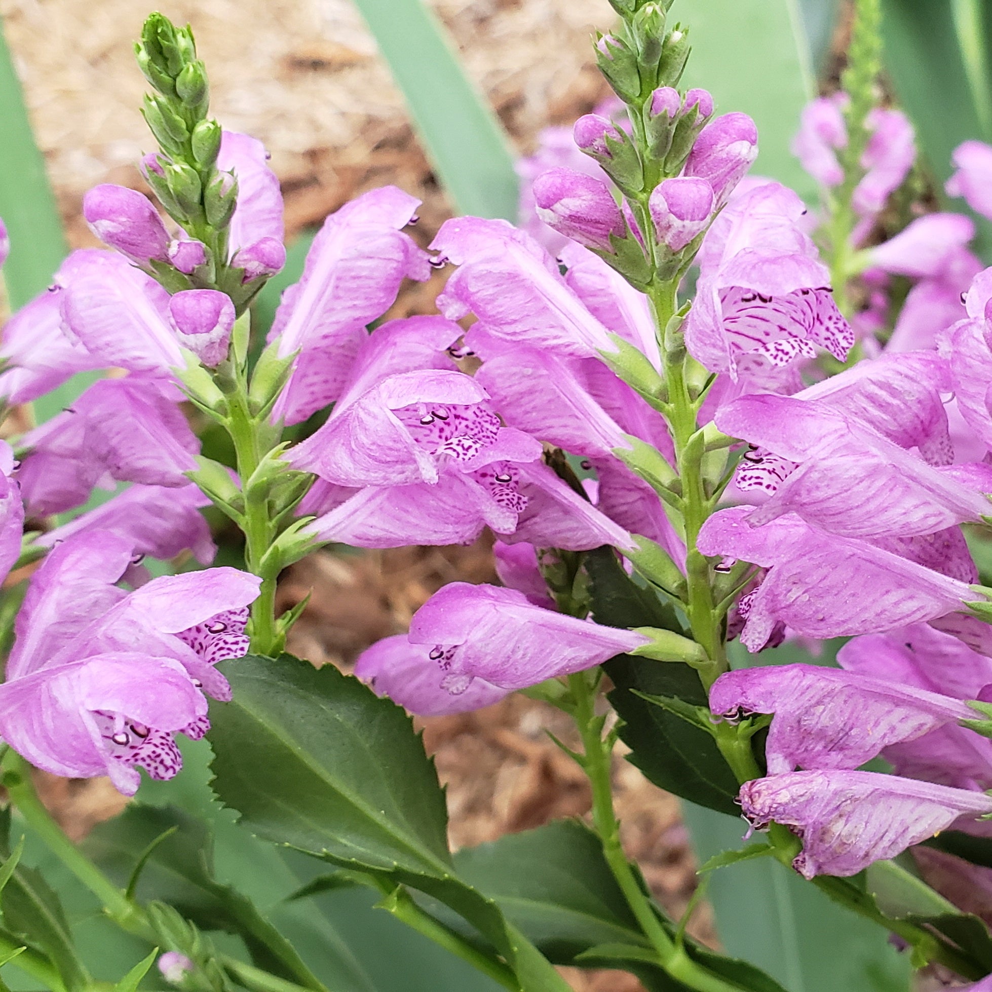 Fall obedient plant (Physostegia virginiana)