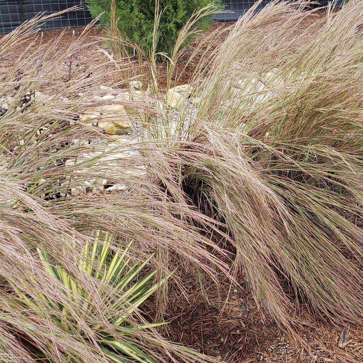 Little bluestem (Schizachyrium scoparium)