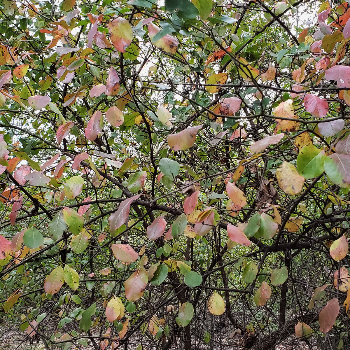Viburnum rufidulum (Rusty Blackhaw Viburnum)