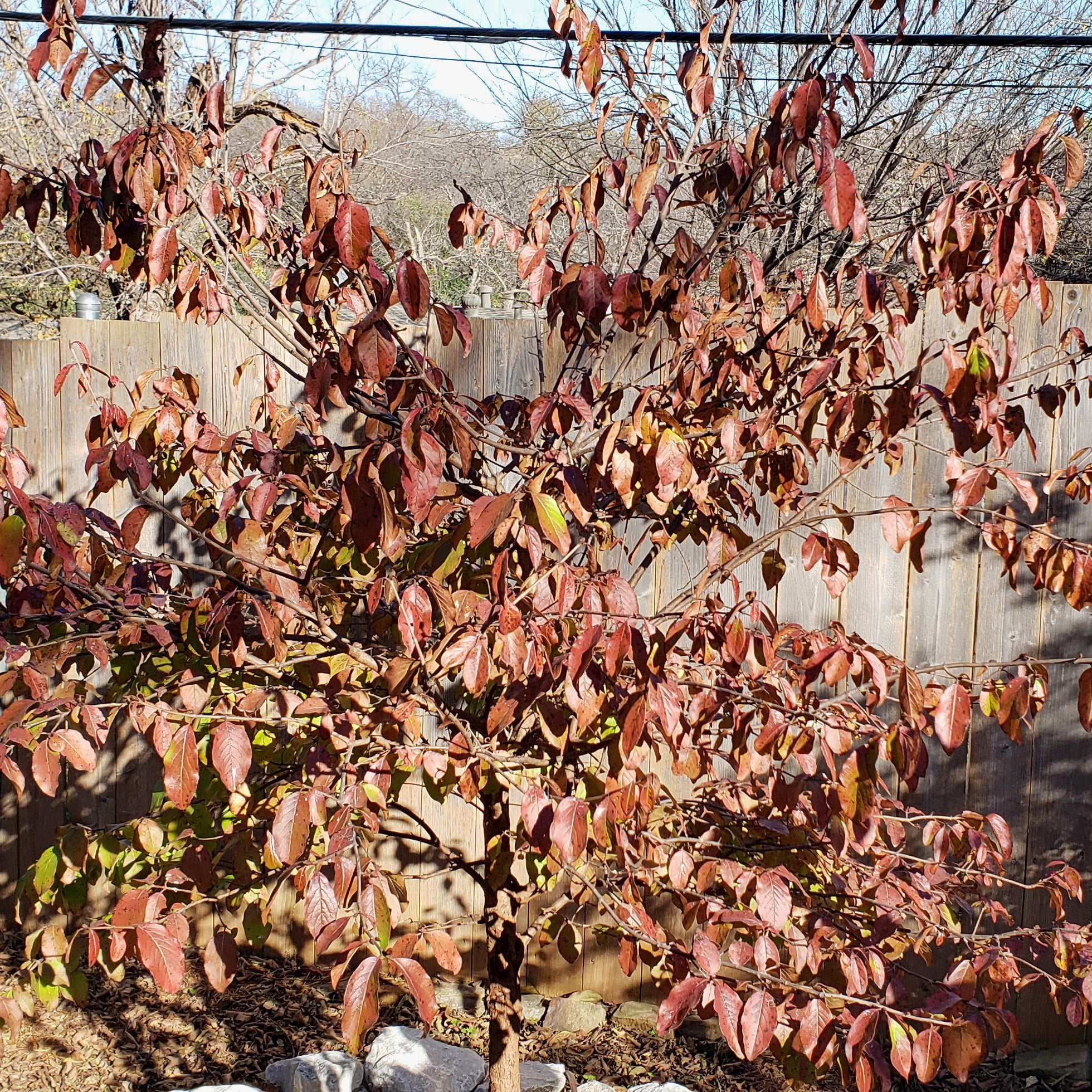 Viburnum rufidulum (Rusty Blackhaw Viburnum)