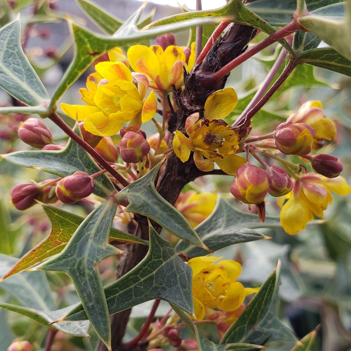Agarita (Mahonia trifoliolata)