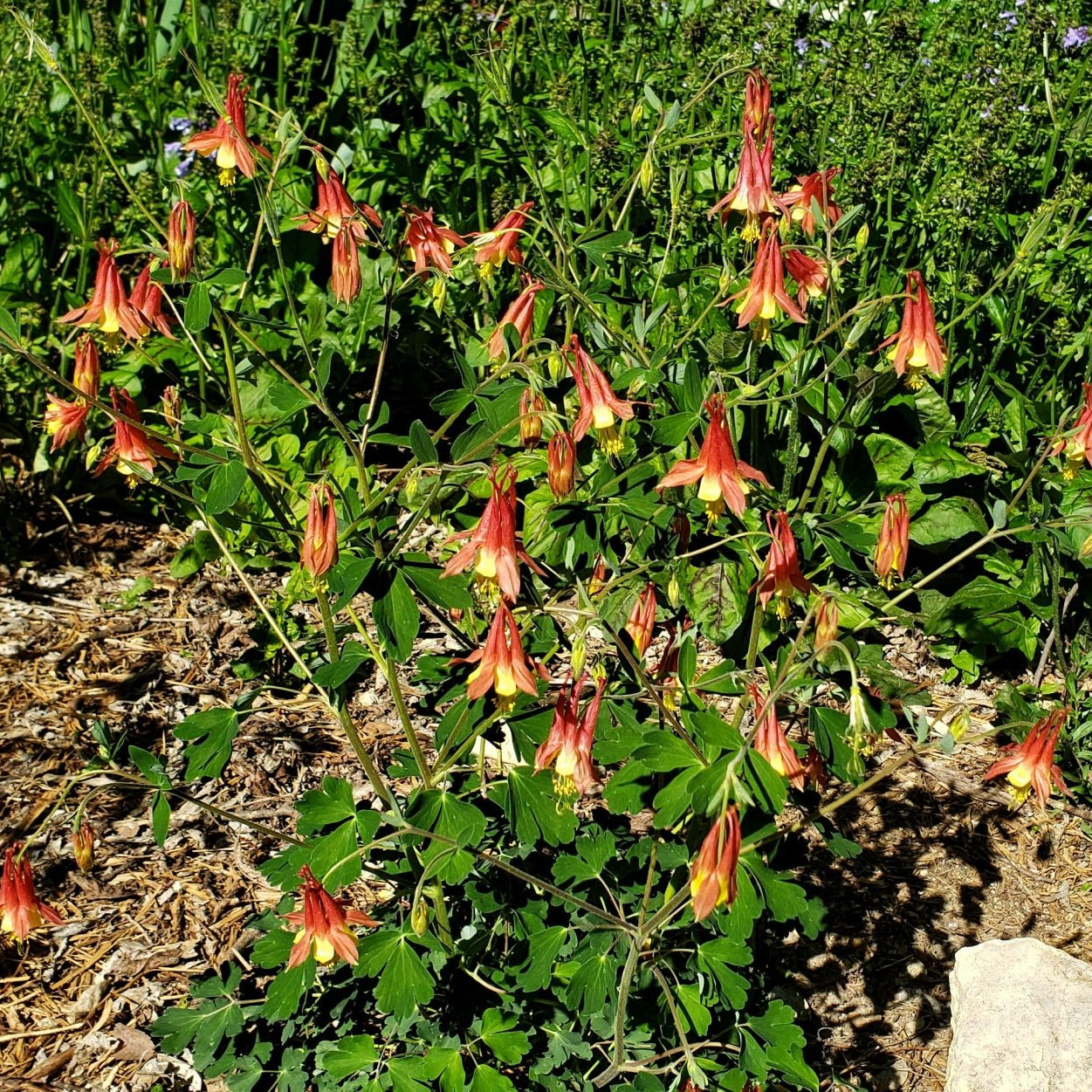 Columbine, Red (Aquilegia canadensis)