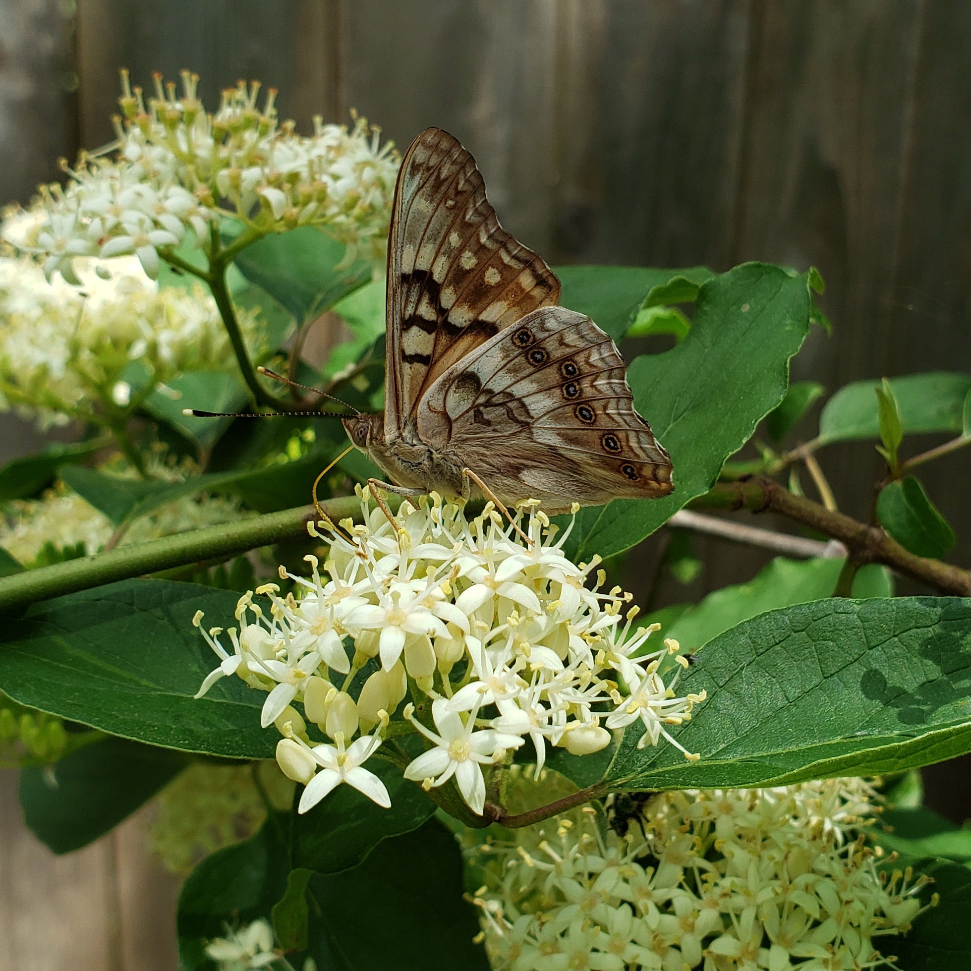 Roughleaf Dogwood (Cornus drummondii)