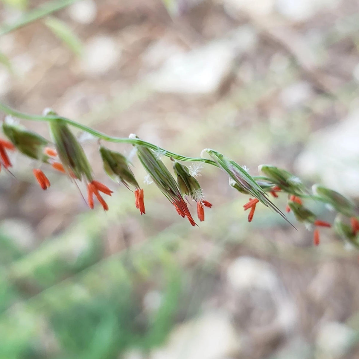 Sideoats Grama (Bouteloua curtipendula)