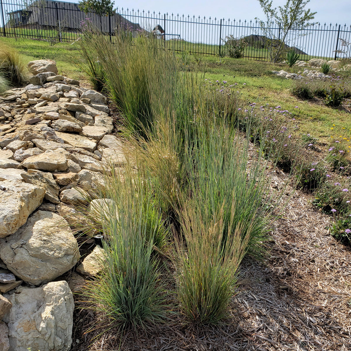 Little Bluestem (Schizachyrium scoparium)