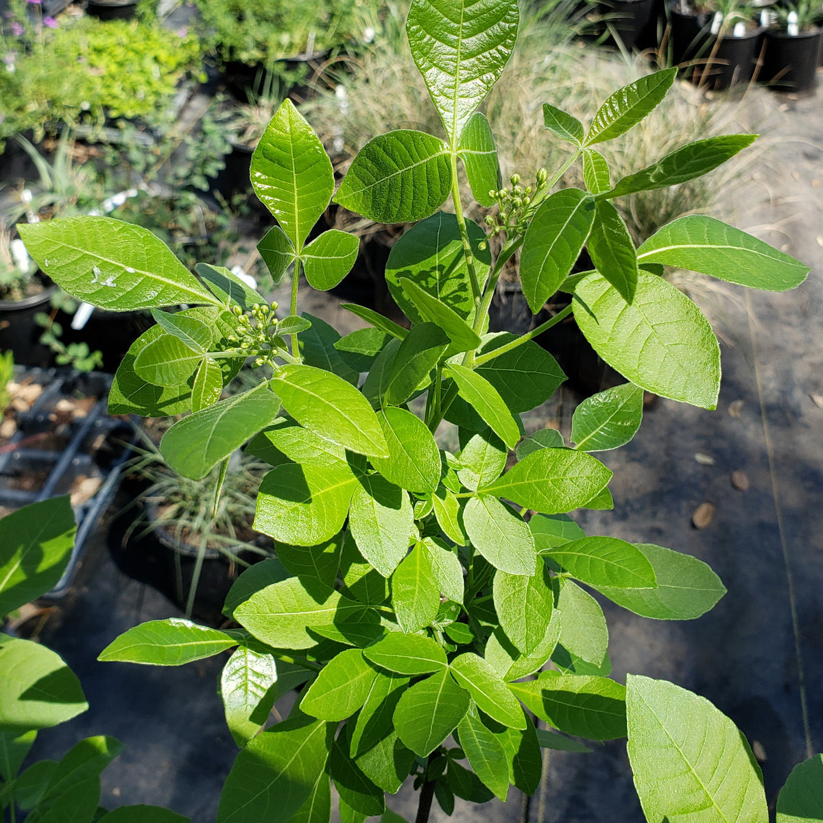 Ptelea trifoliata (Wafer Ash)
