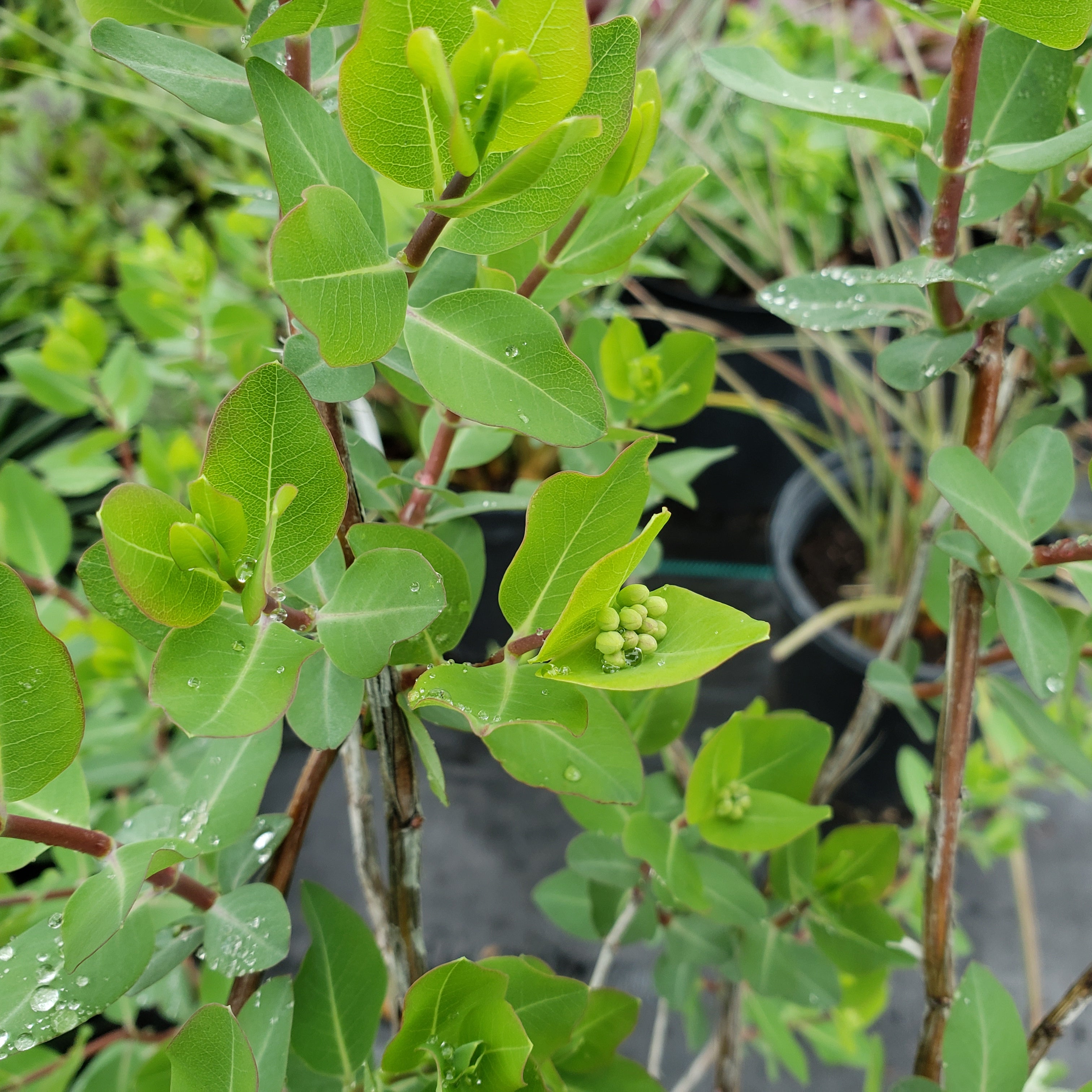 Lonicera albiflora (Western White Honeysuckle)