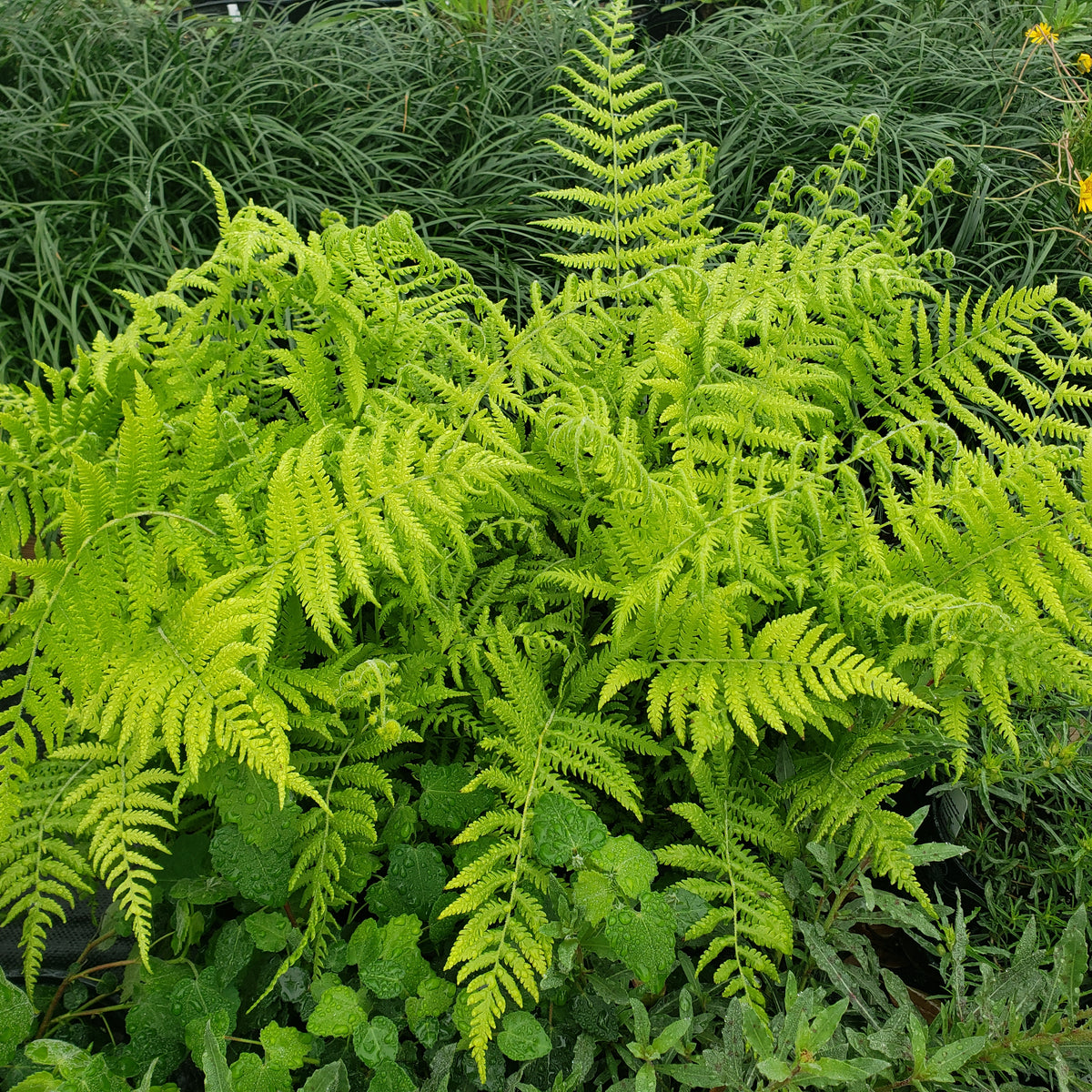 Christella normalis (Southern Wood Fern)