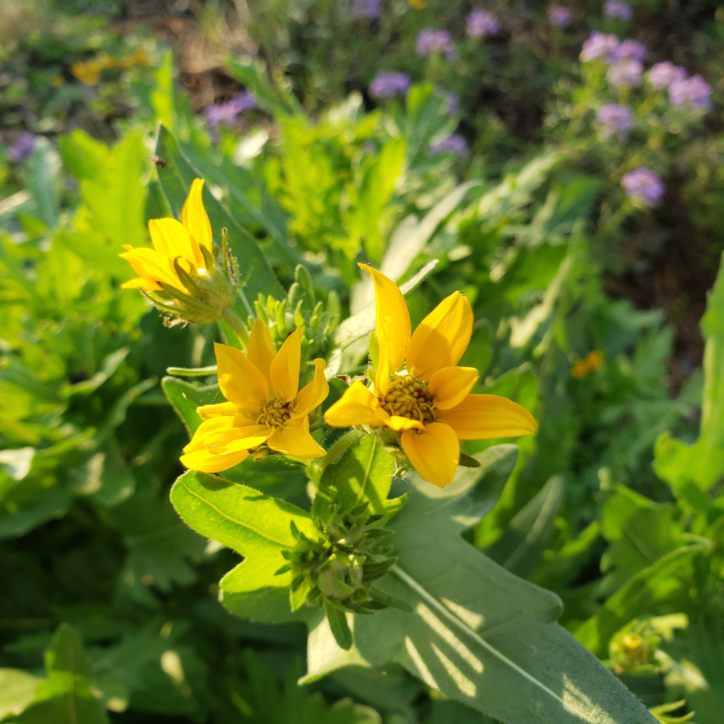 Engelmannia peristenia (Cutleaf Daisy)