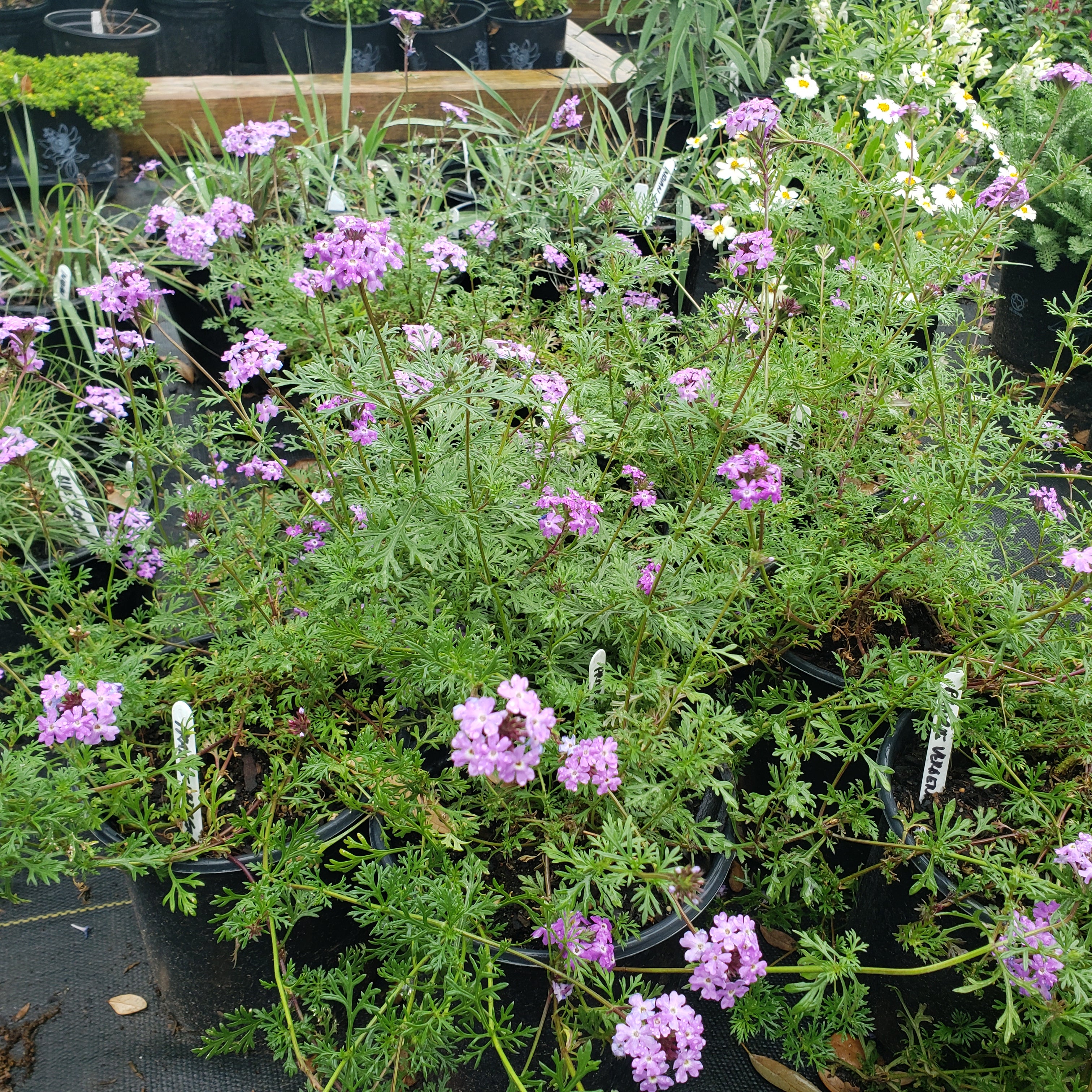 Glandularia bipinnatifida (Prairie Verbena)