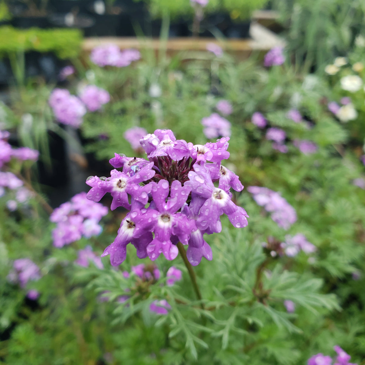 Glandularia bipinnatifida (Prairie Verbena)