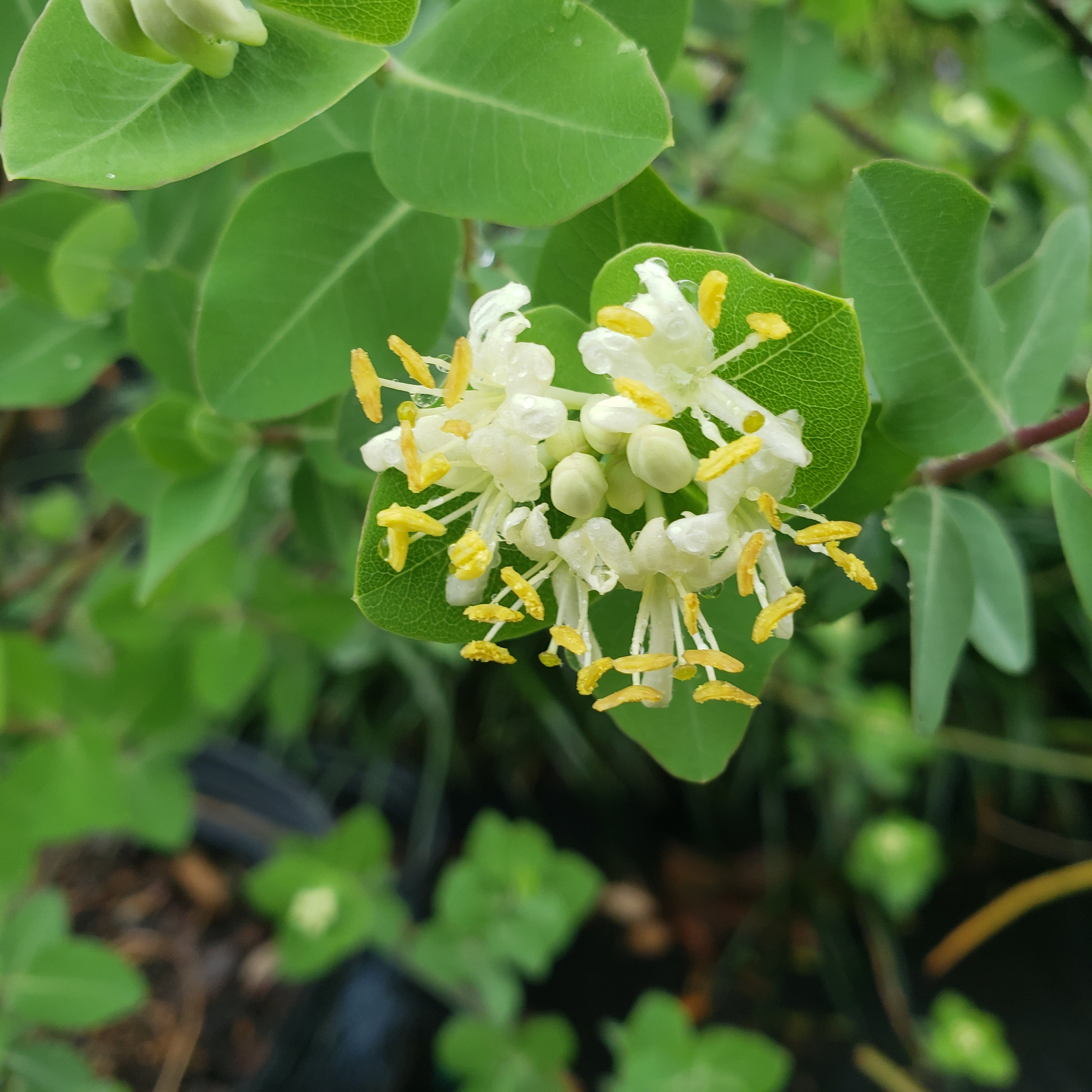 Lonicera albiflora (Western White Honeysuckle)