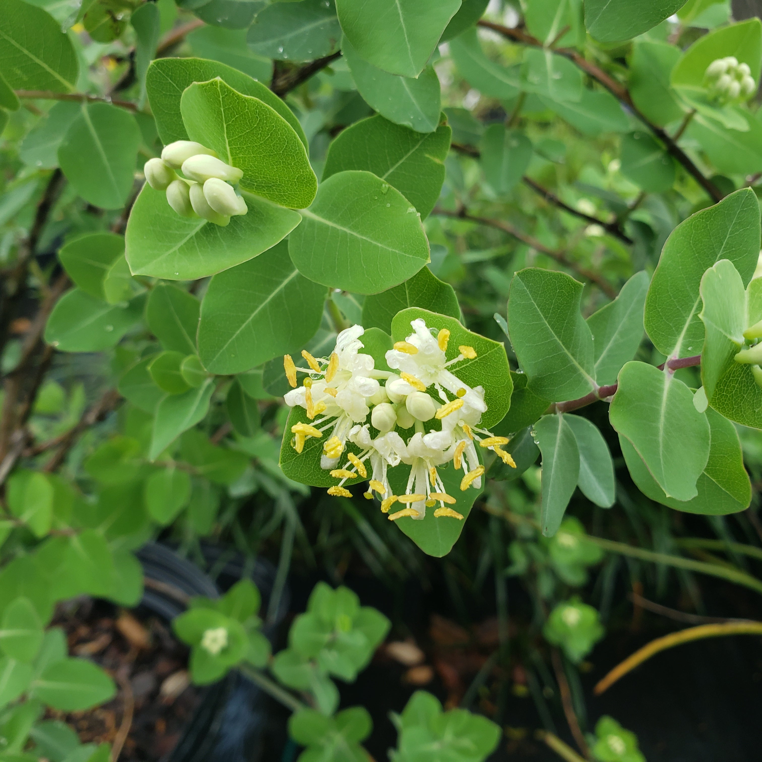 Lonicera albiflora (Western White Honeysuckle)