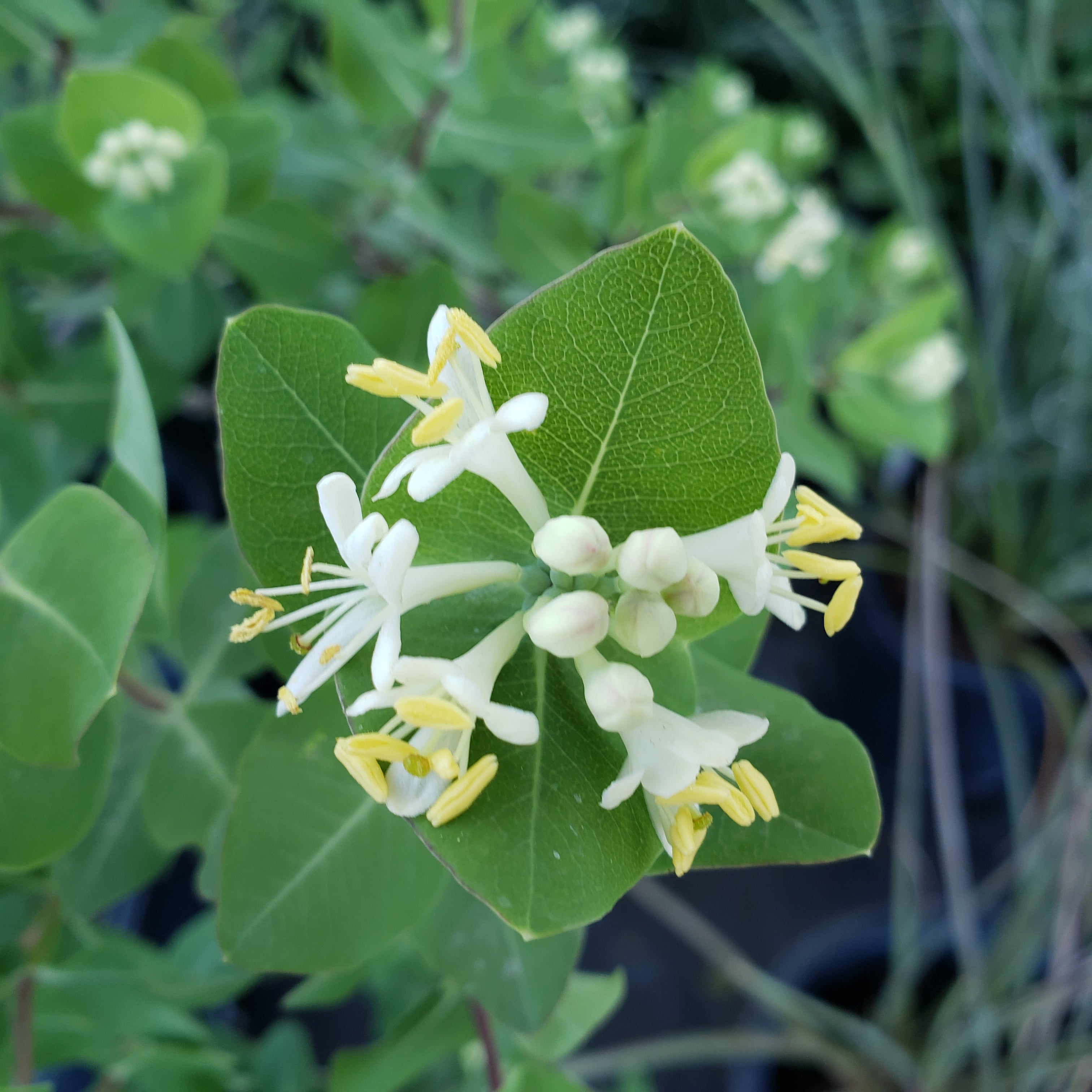 Lonicera albiflora (Western White Honeysuckle)