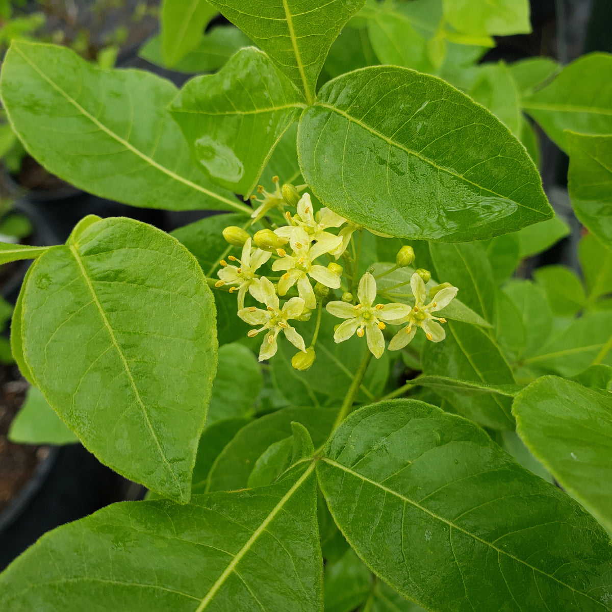Ptelea trifoliata (Wafer Ash)