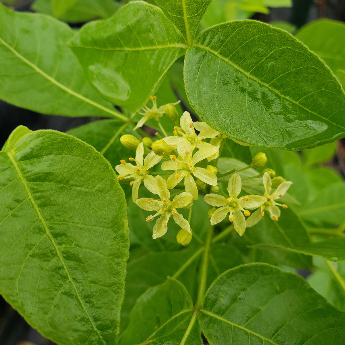 Ptelea trifoliata (Wafer Ash)