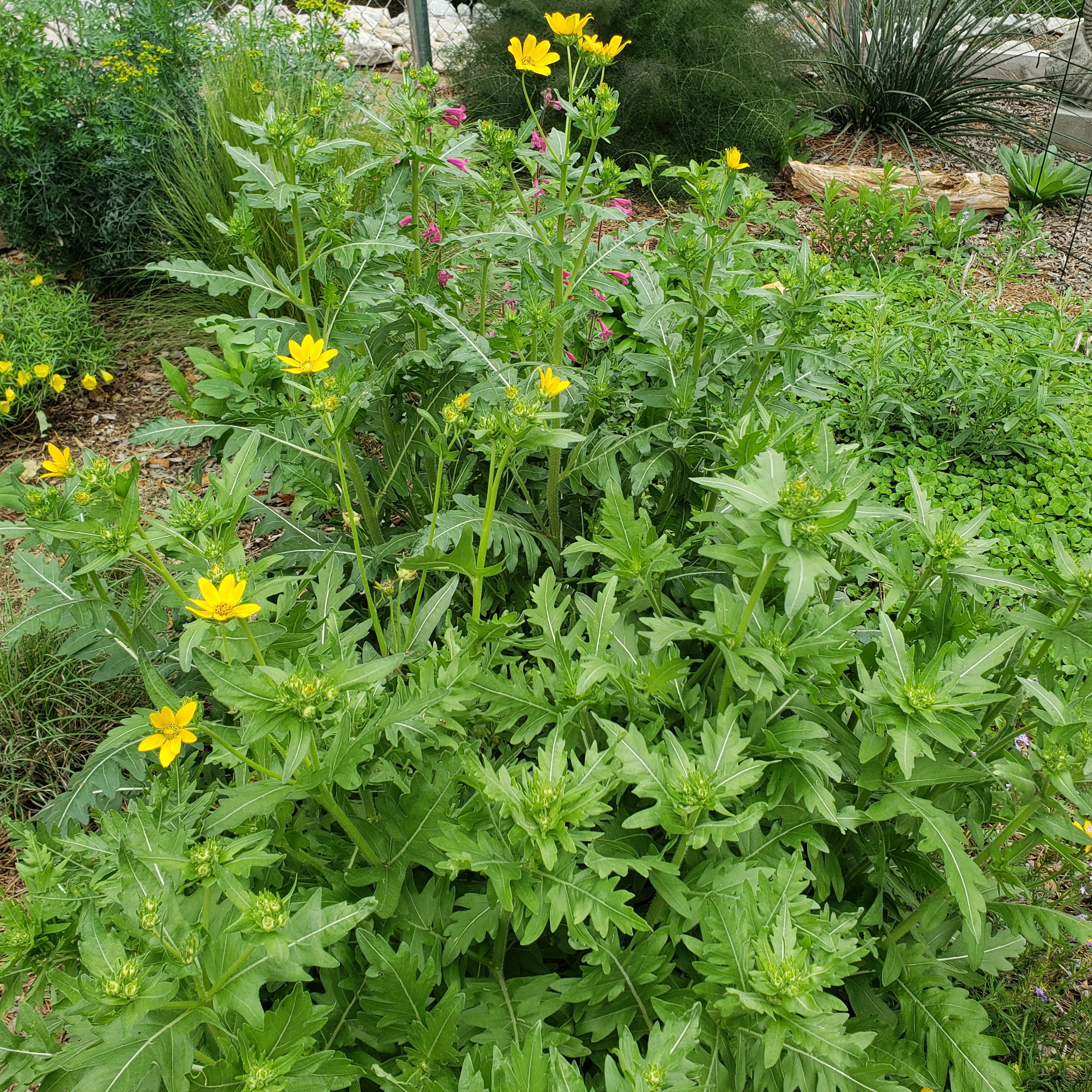 Engelmannia peristenia (Cutleaf Daisy)