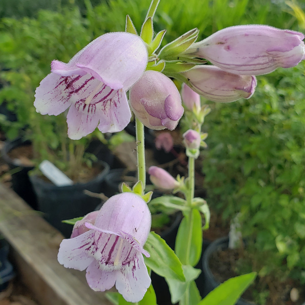 Penstemon cobaea (Prairie Penstemon)