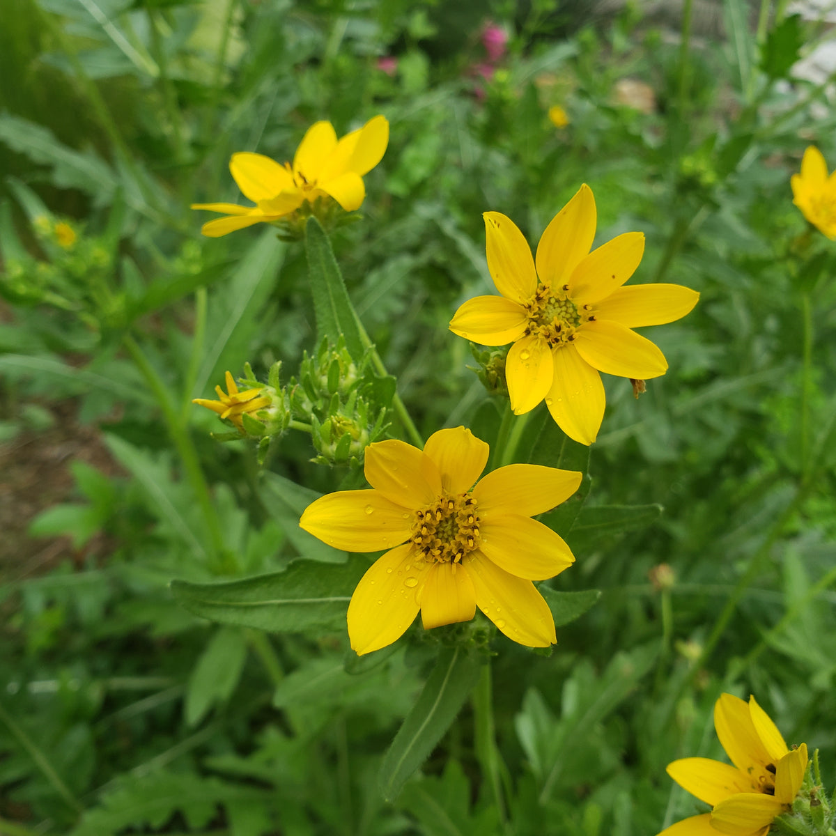 Engelmannia peristenia (Cutleaf Daisy)