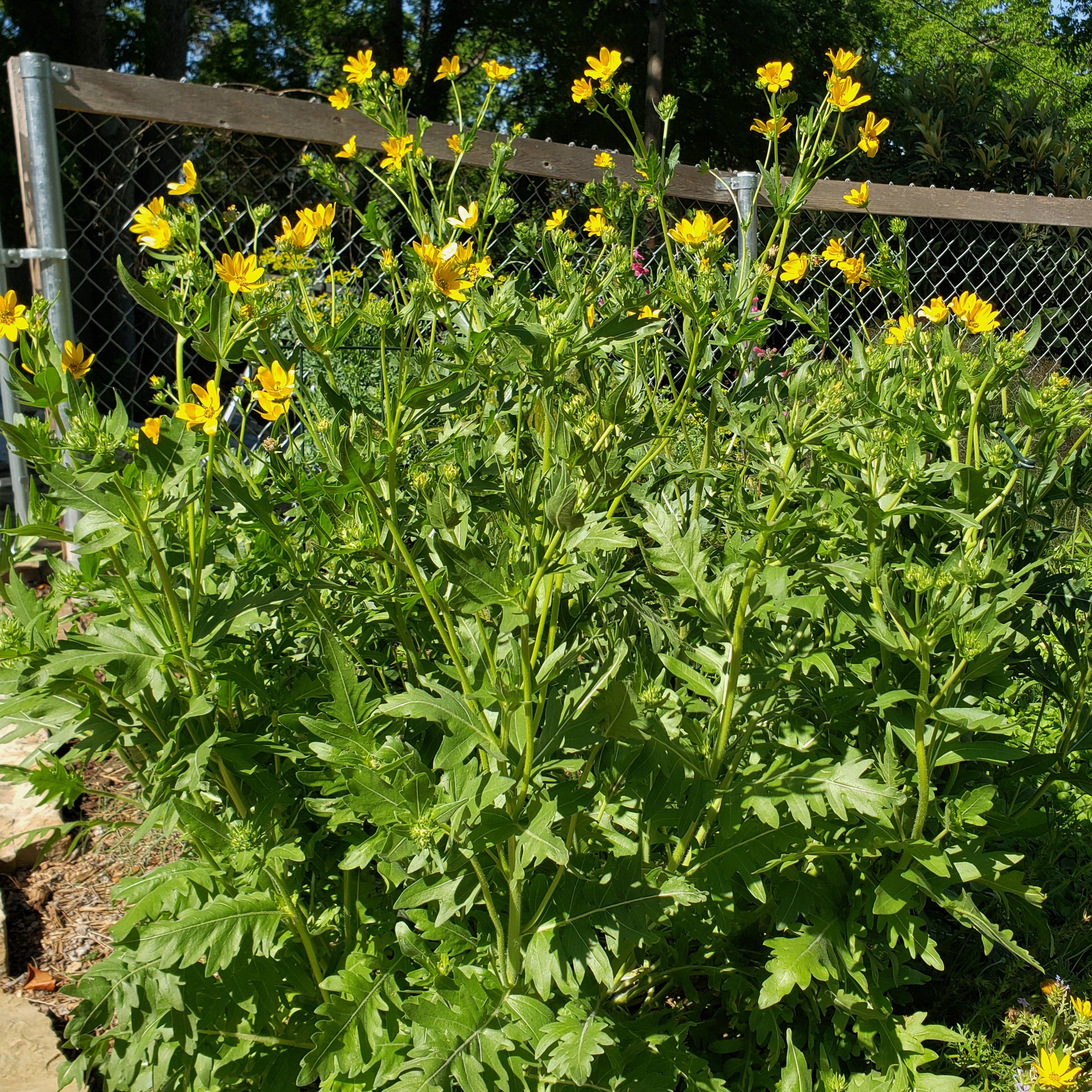 Engelmannia peristenia (Cutleaf Daisy)