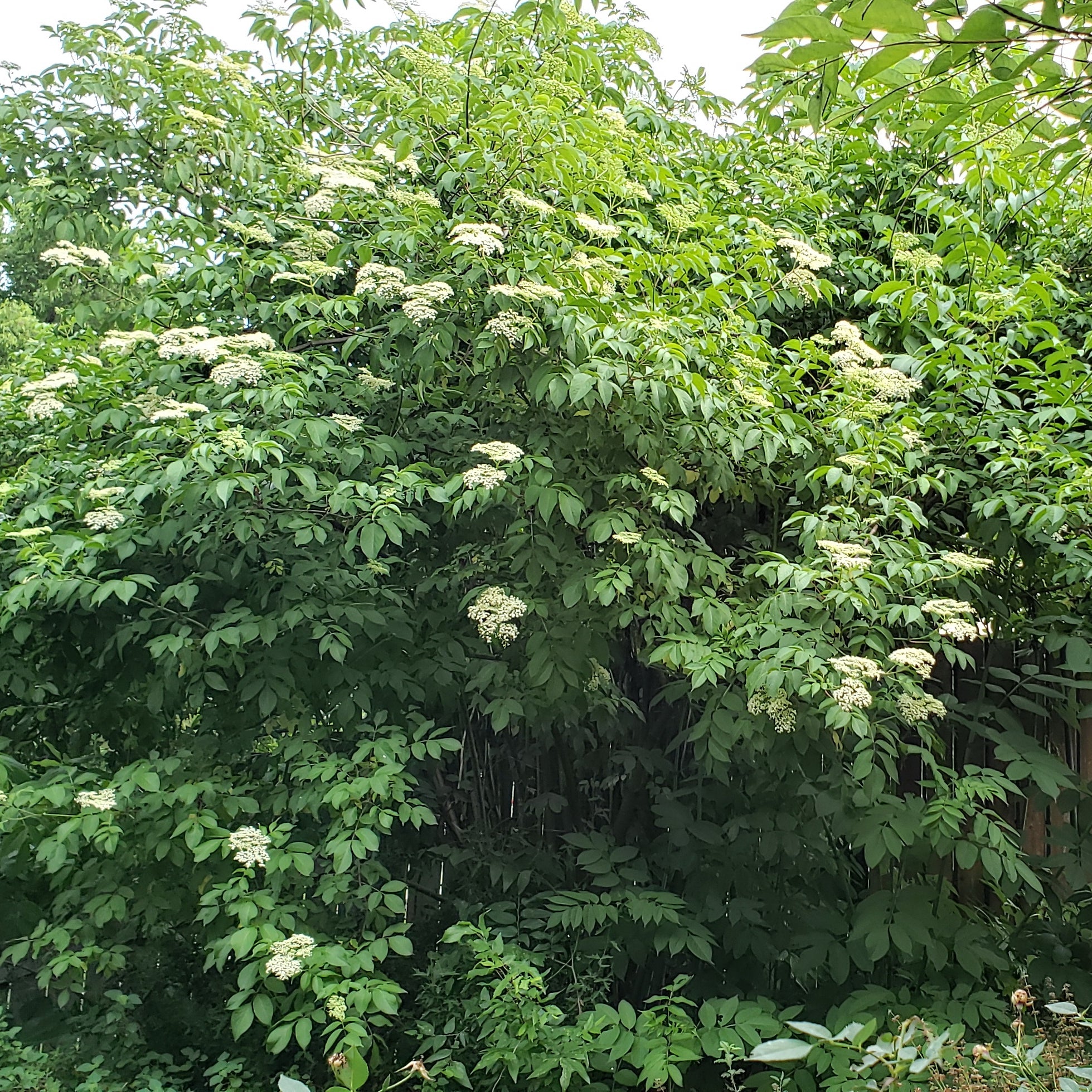 Sambucus nigra ssp. canadensis (Elderberry)