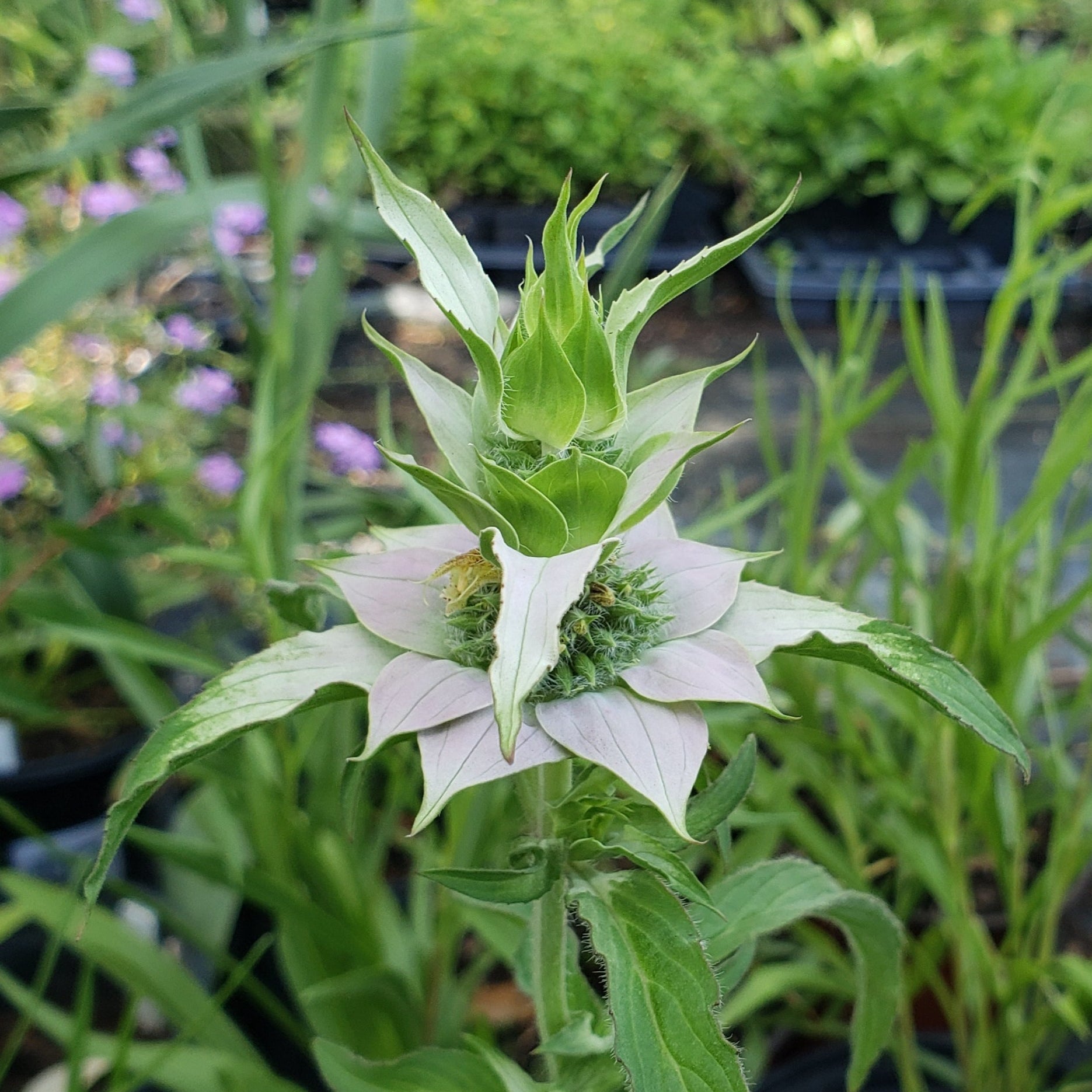 Monarda punctata (Spotted Beebalm)