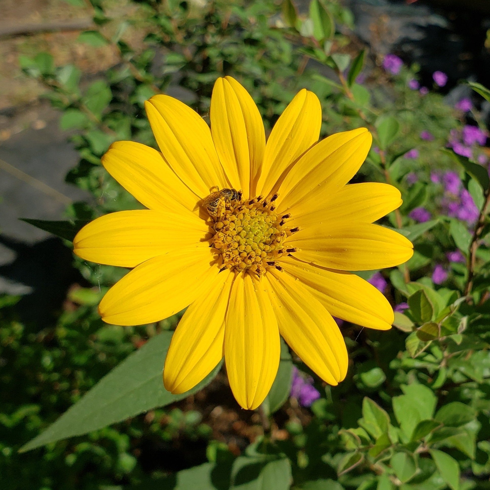 Helianthus hirsutus (Hairy Sunflower)
