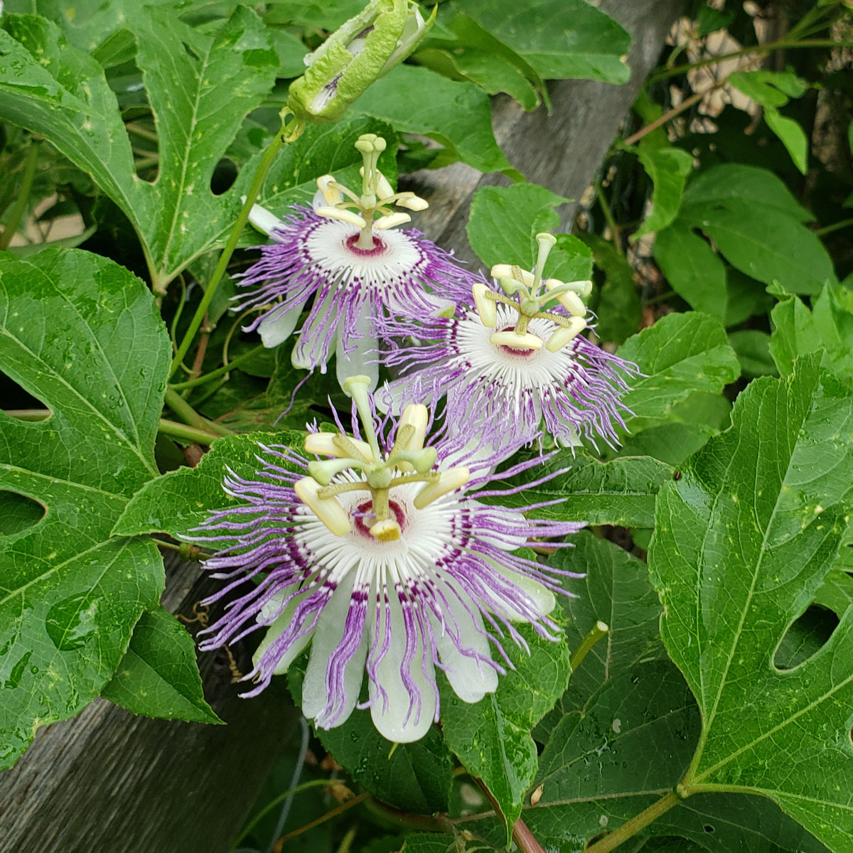 Passiflora incarnata (Purple Passion Flower)