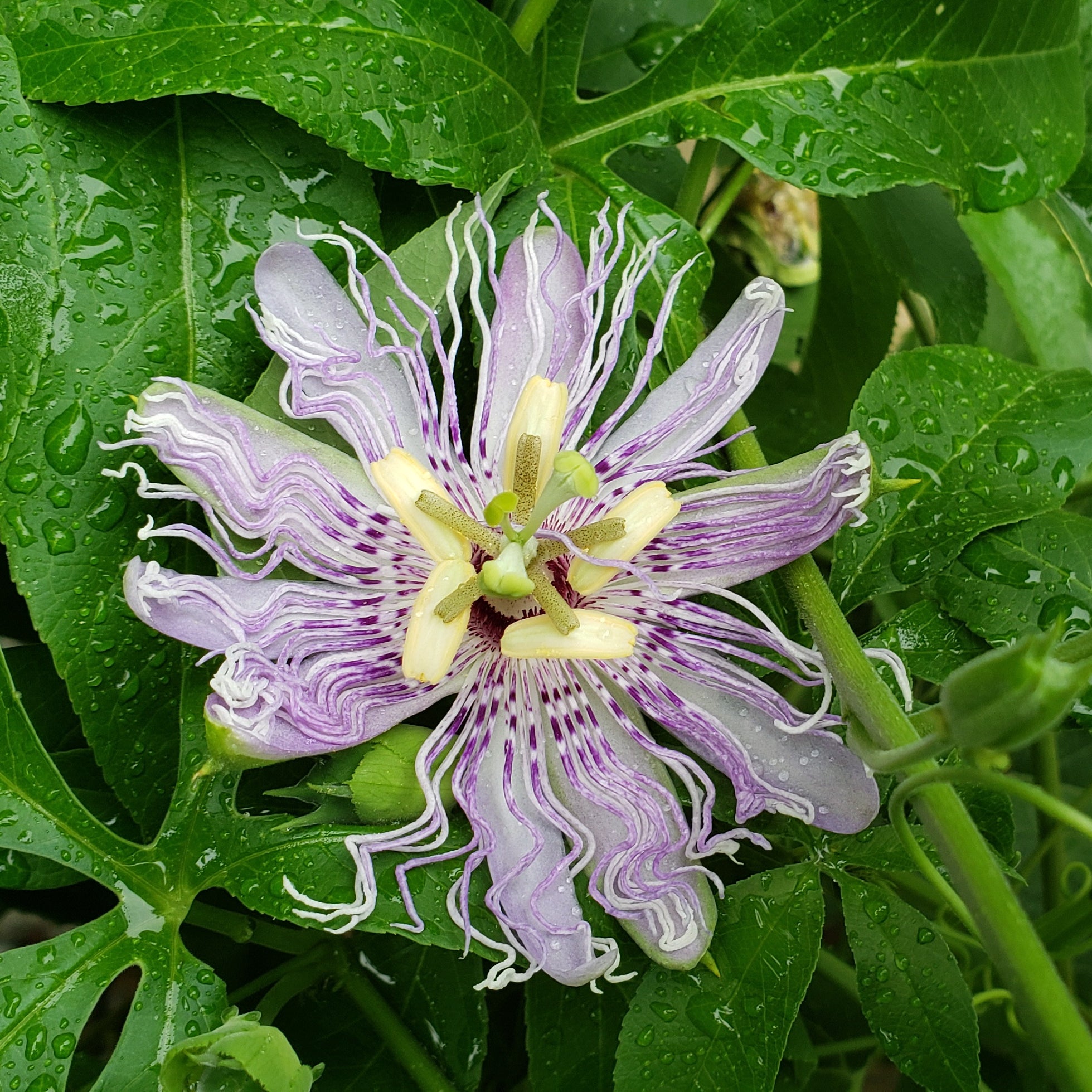Passiflora incarnata (Purple Passion Flower)
