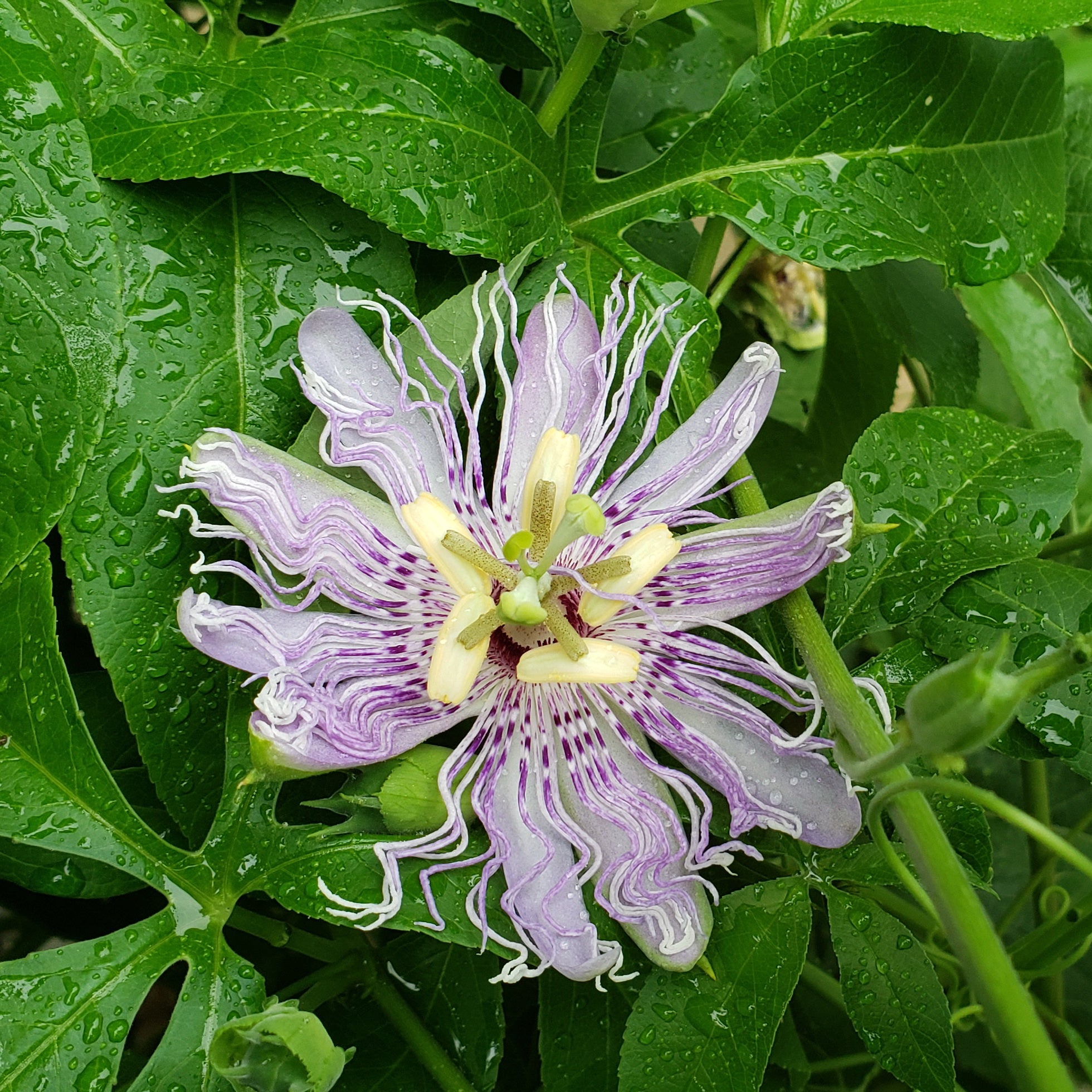 Passiflora incarnata (Purple Passion Flower)