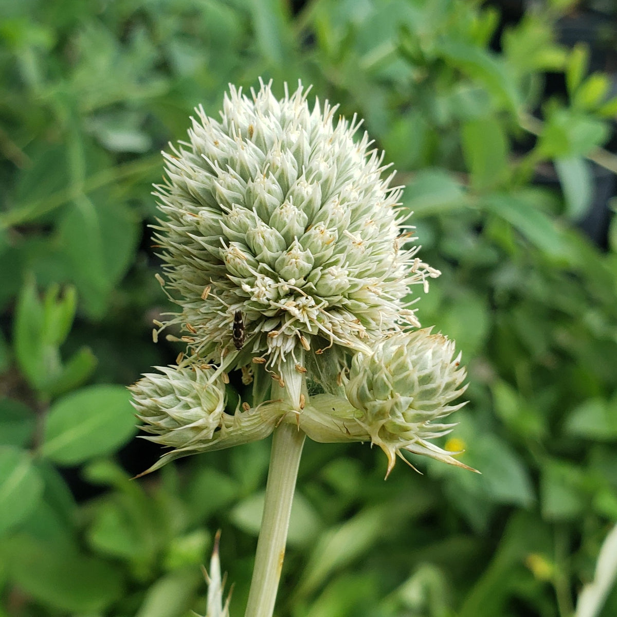 Eryngium yuccifolium (Rattlesnake Master)