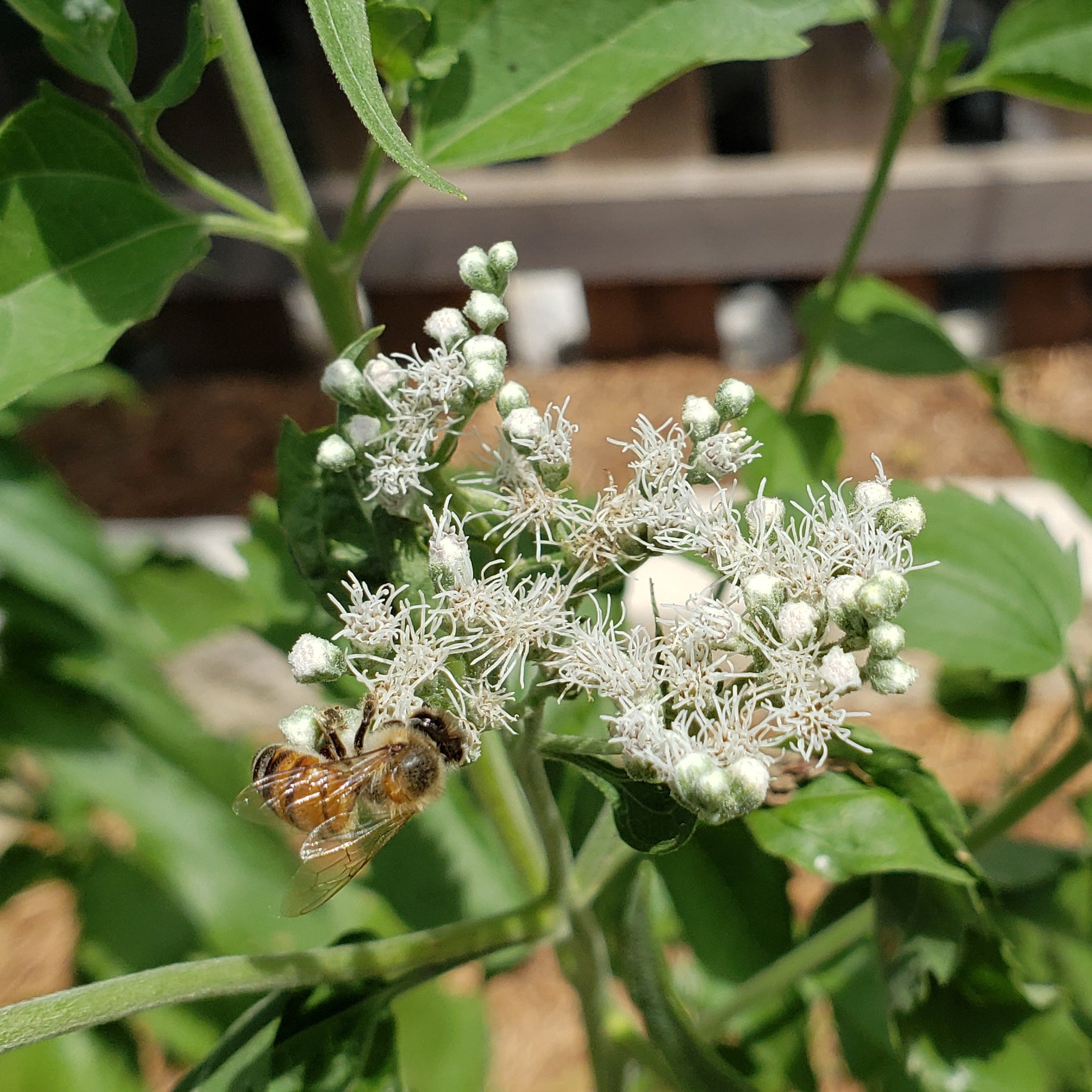Eupatorium serotinum (Late boneset)