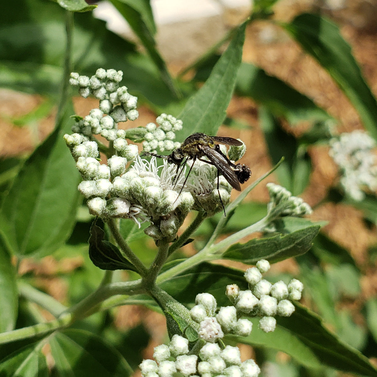 Eupatorium serotinum (Late boneset)