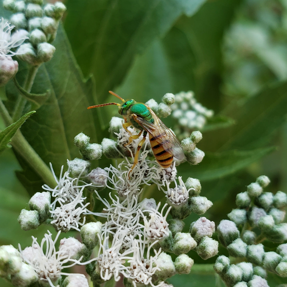 Eupatorium serotinum (Late Boneset)