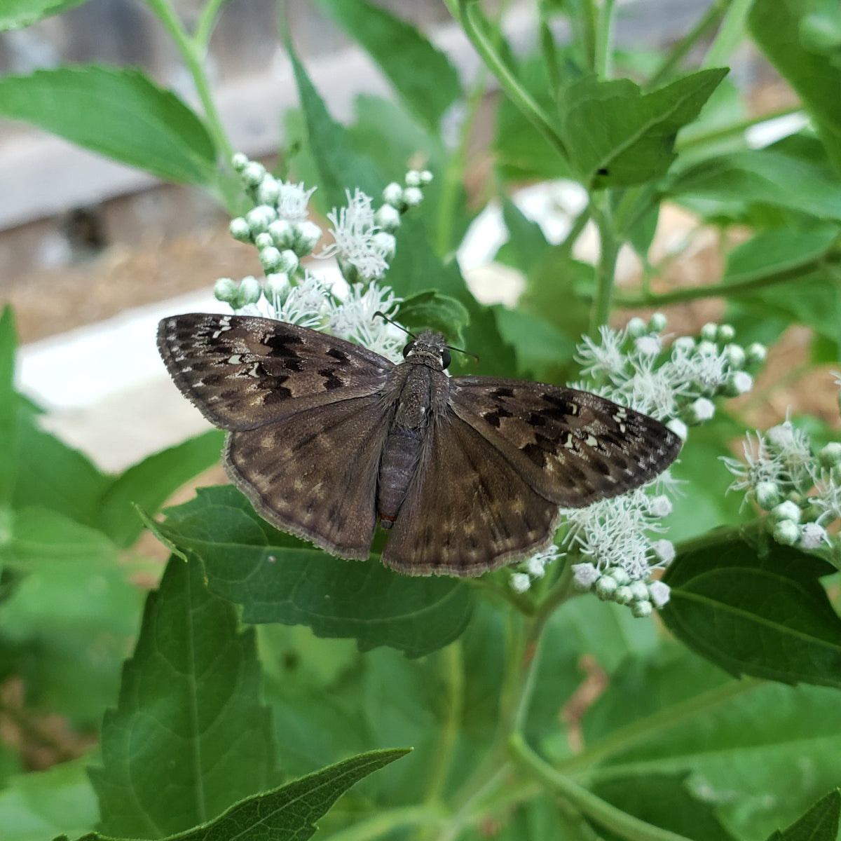 Eupatorium serotinum (Late Boneset)