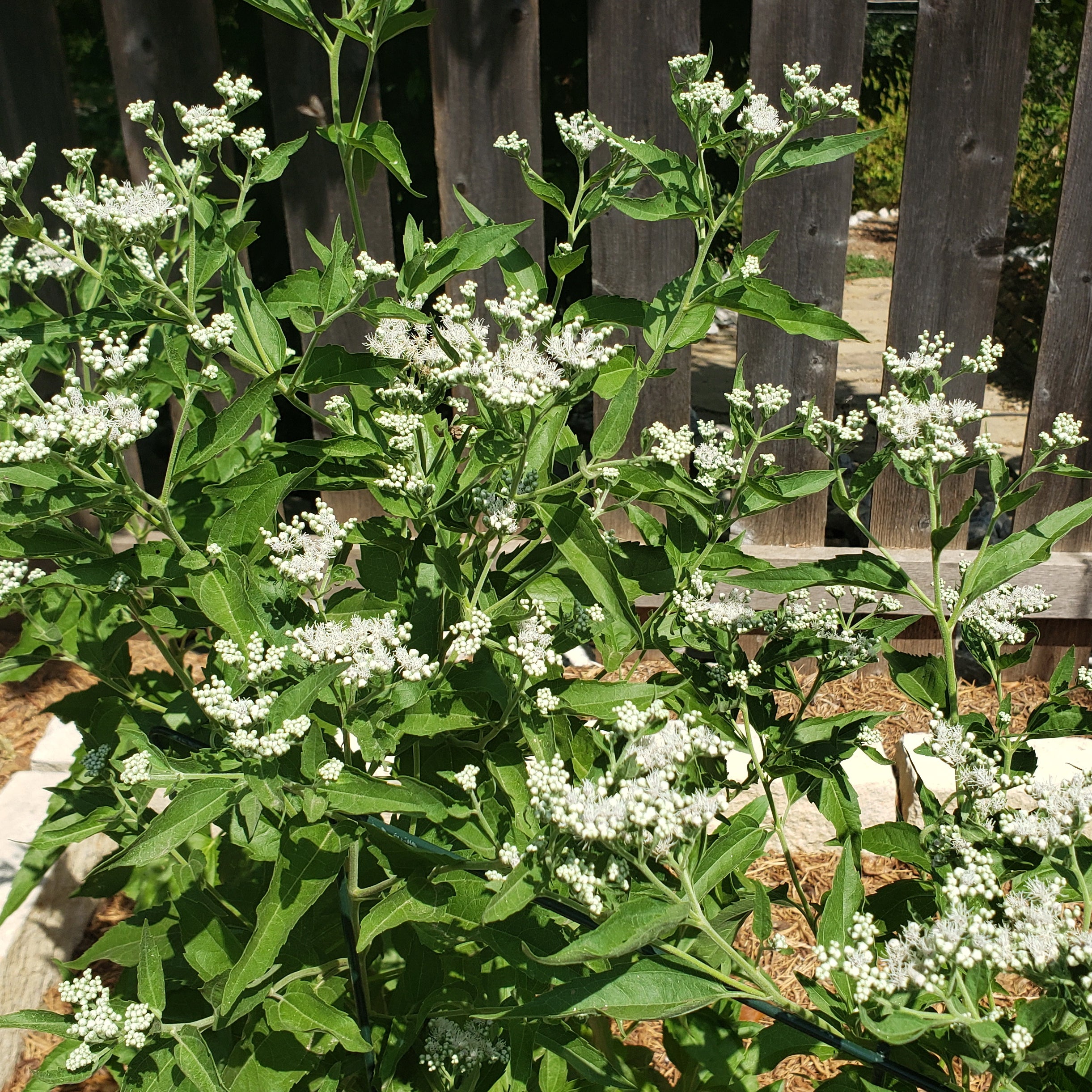 Eupatorium serotinum (Late Boneset)
