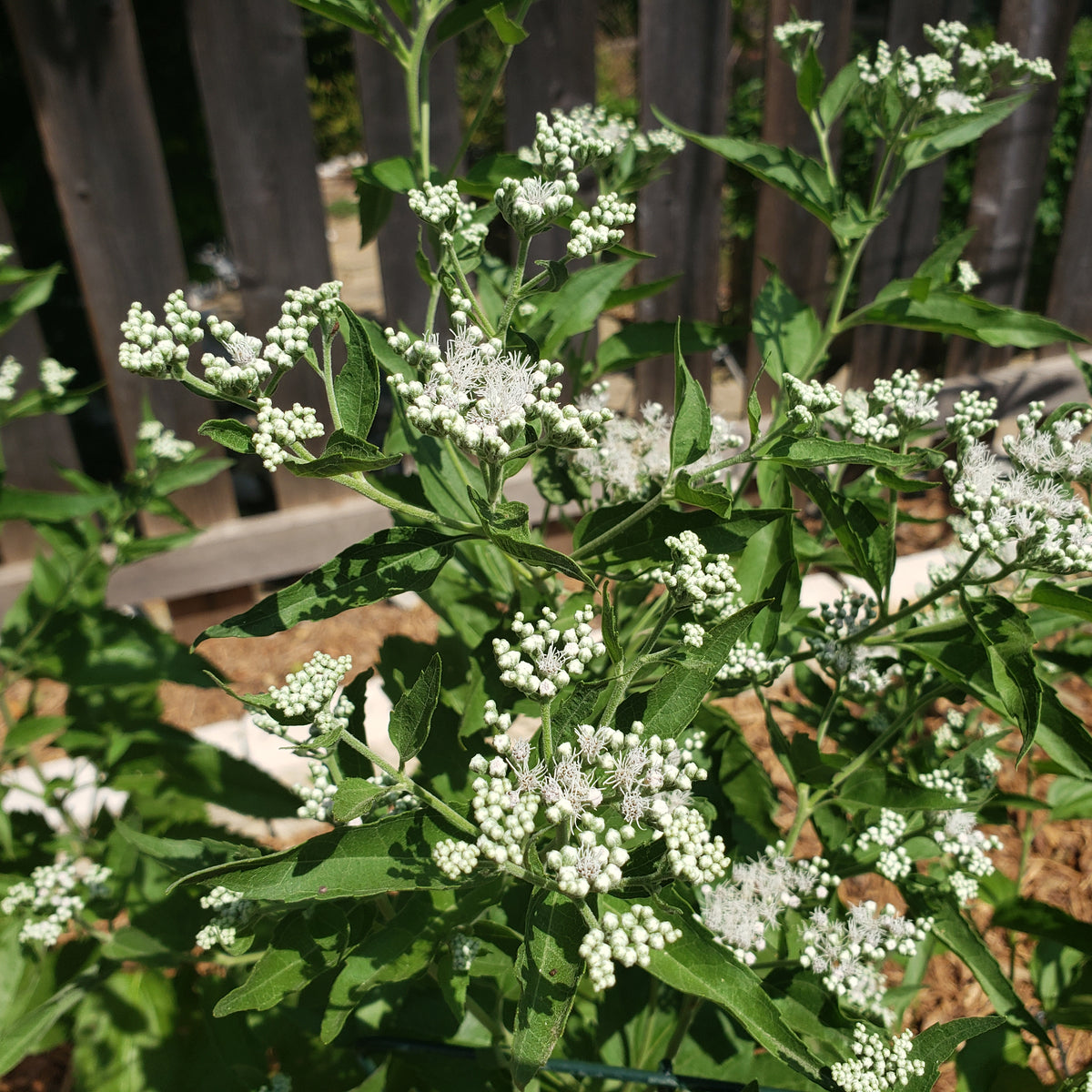 Eupatorium serotinum (Late Boneset)