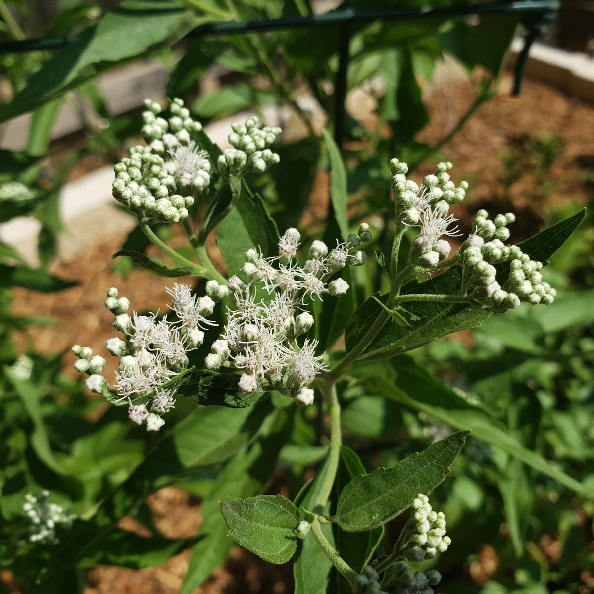 Eupatorium serotinum (Late Boneset)