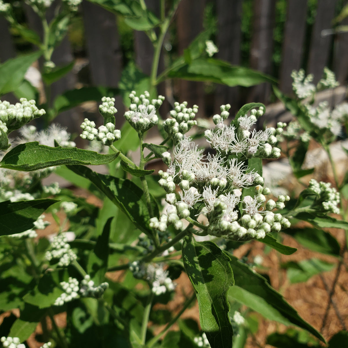 Eupatorium serotinum (Late Boneset)
