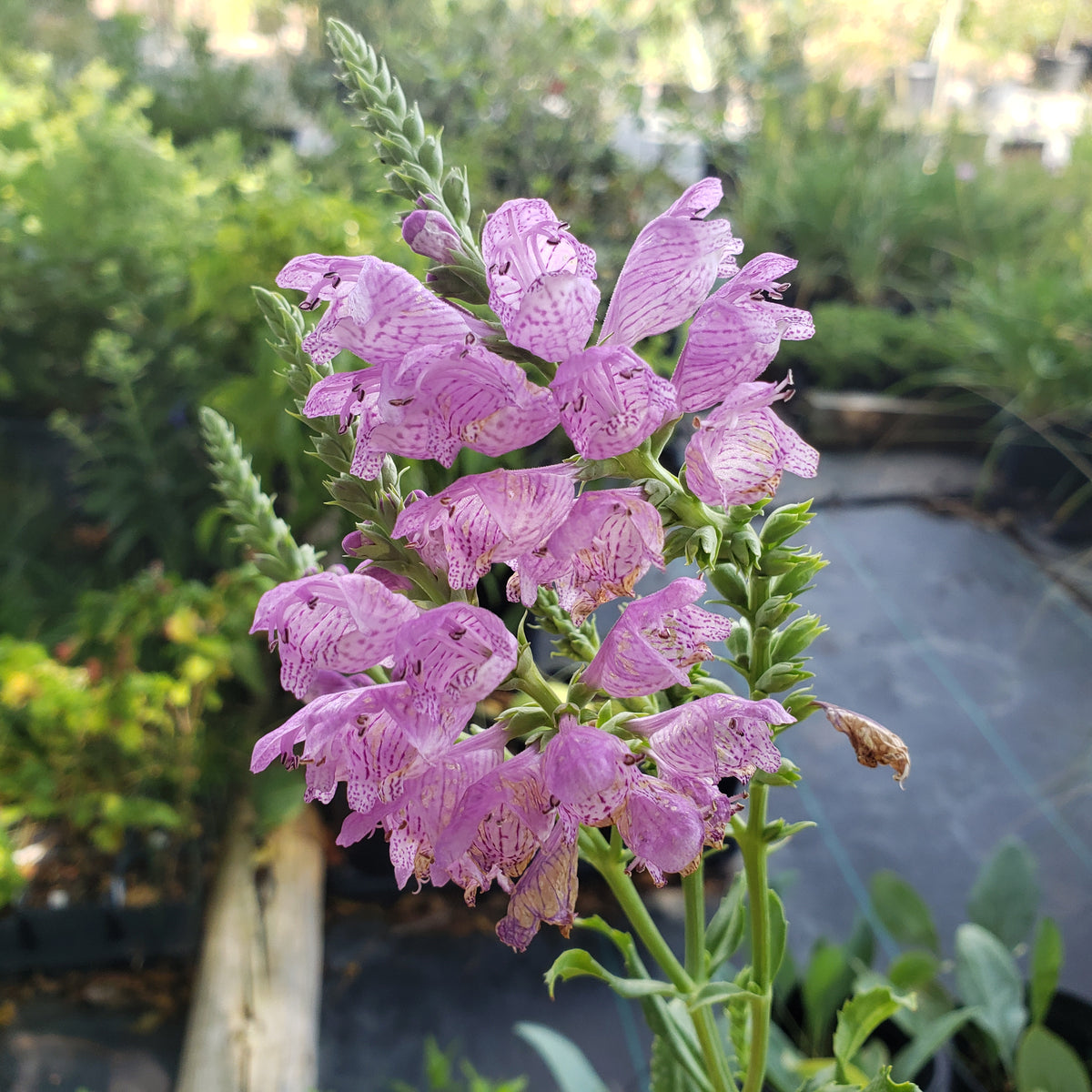 Physostegia virginiana (Fall Obedient Plant)