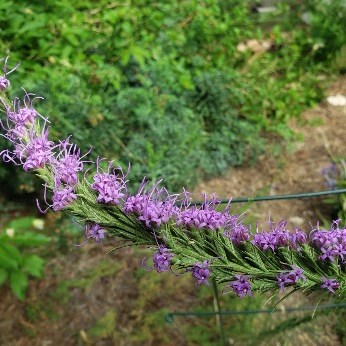 Liatris punctata var. mucronata (Texas Gayfeather)