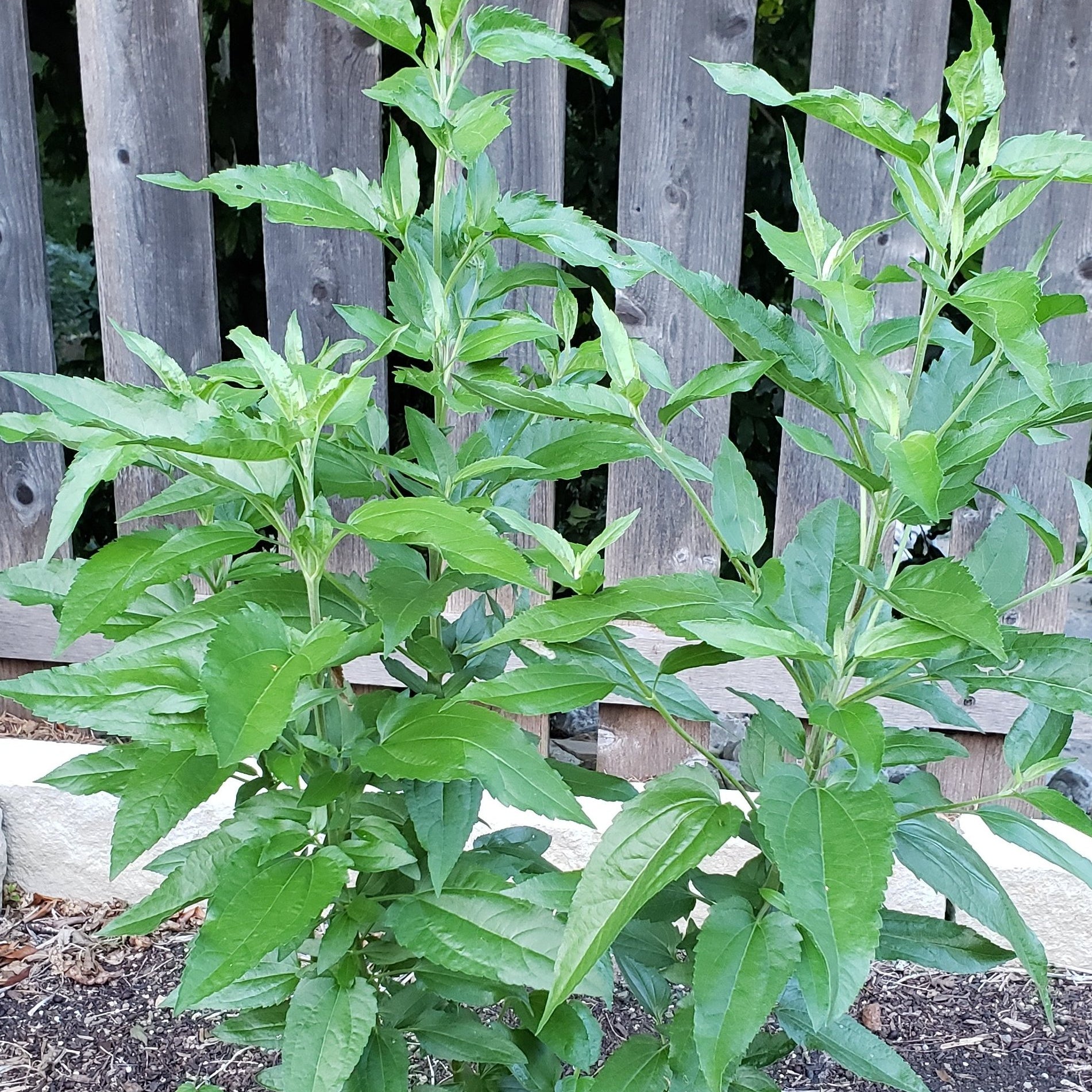 Eupatorium serotinum (Late boneset)